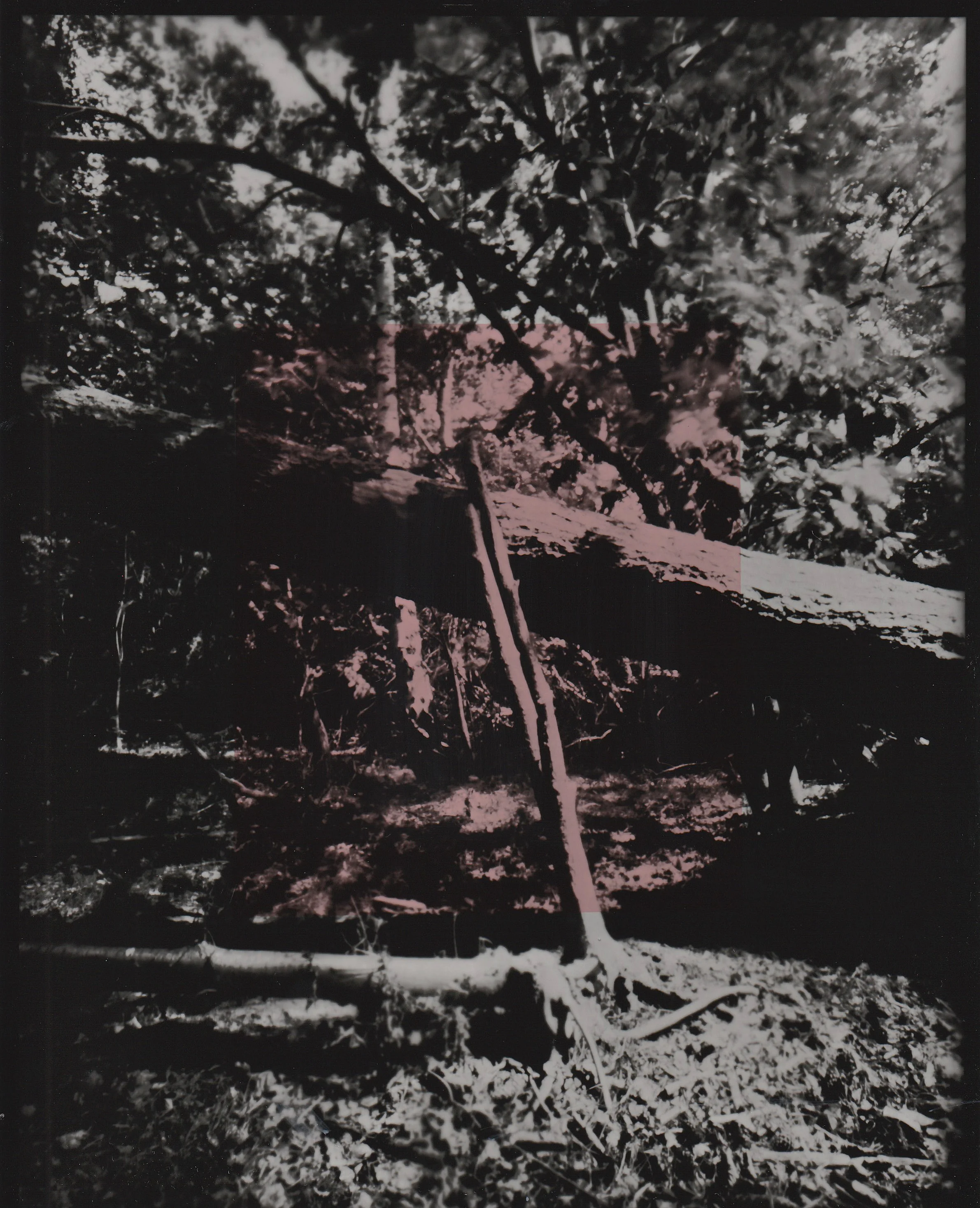 Hand tinted gelatin silver print “Fallen series”
