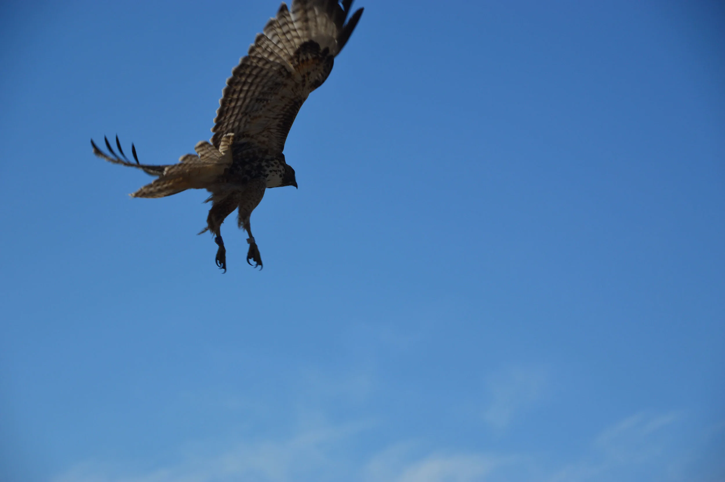 Bay Raptor Rescue