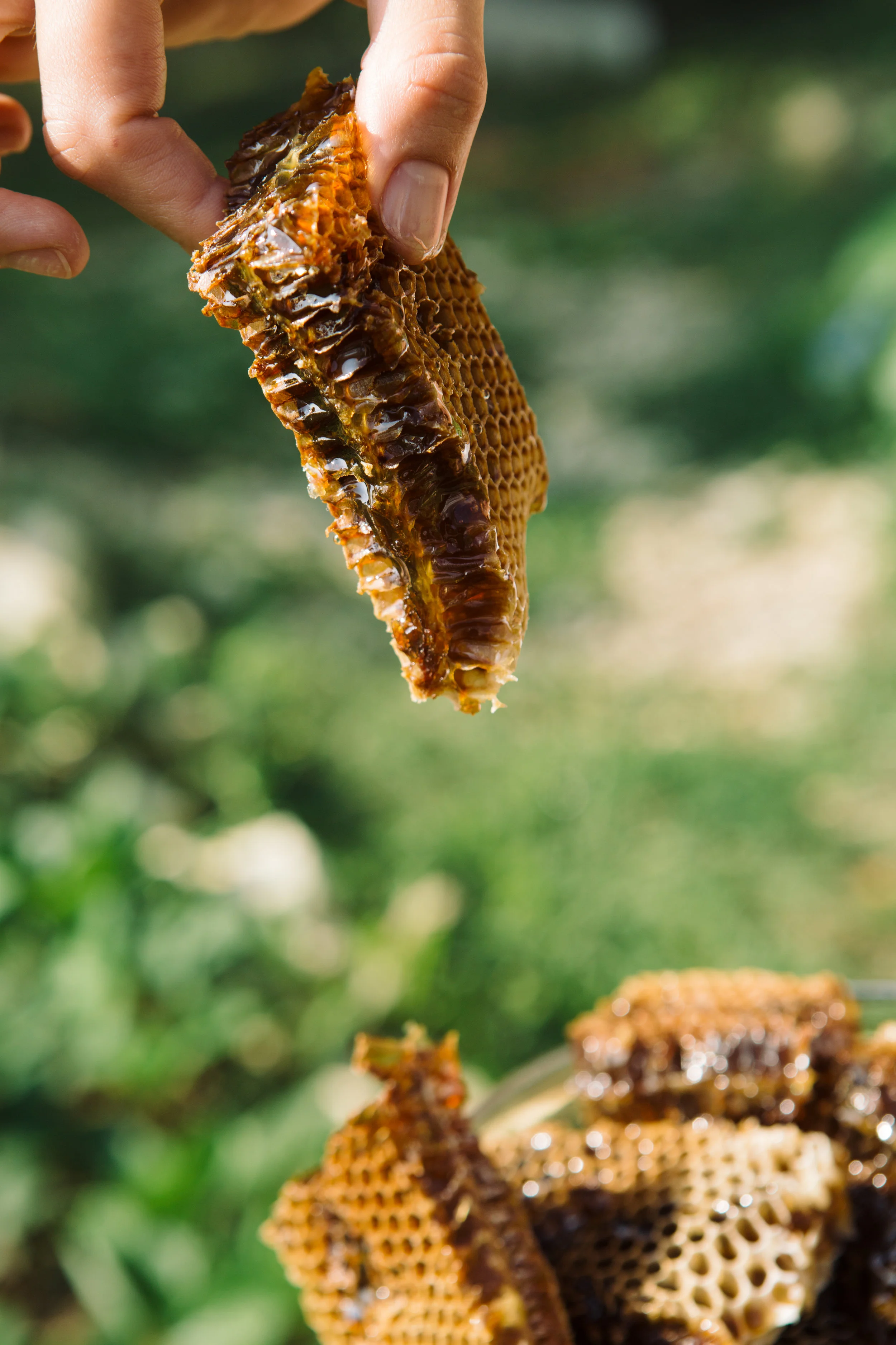 fingers-with-delicious-and-organic-honeycomb-PDW6NWG.jpg