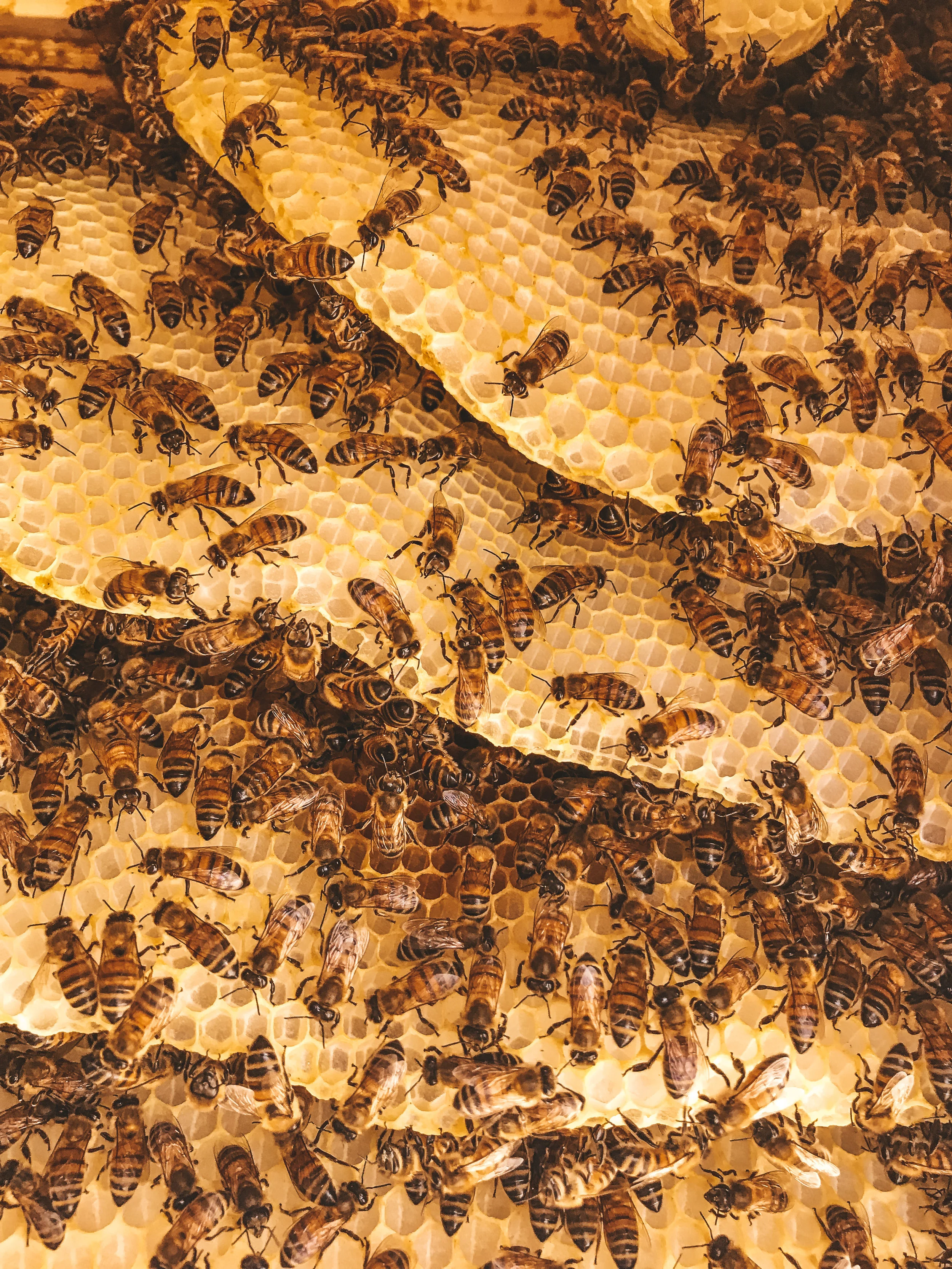 combwithbees.jpg