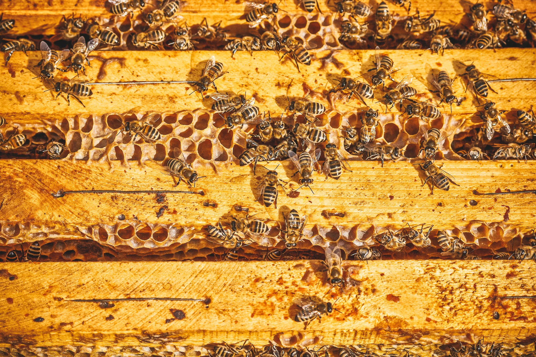 worker-bees-PBXNCNF.jpg