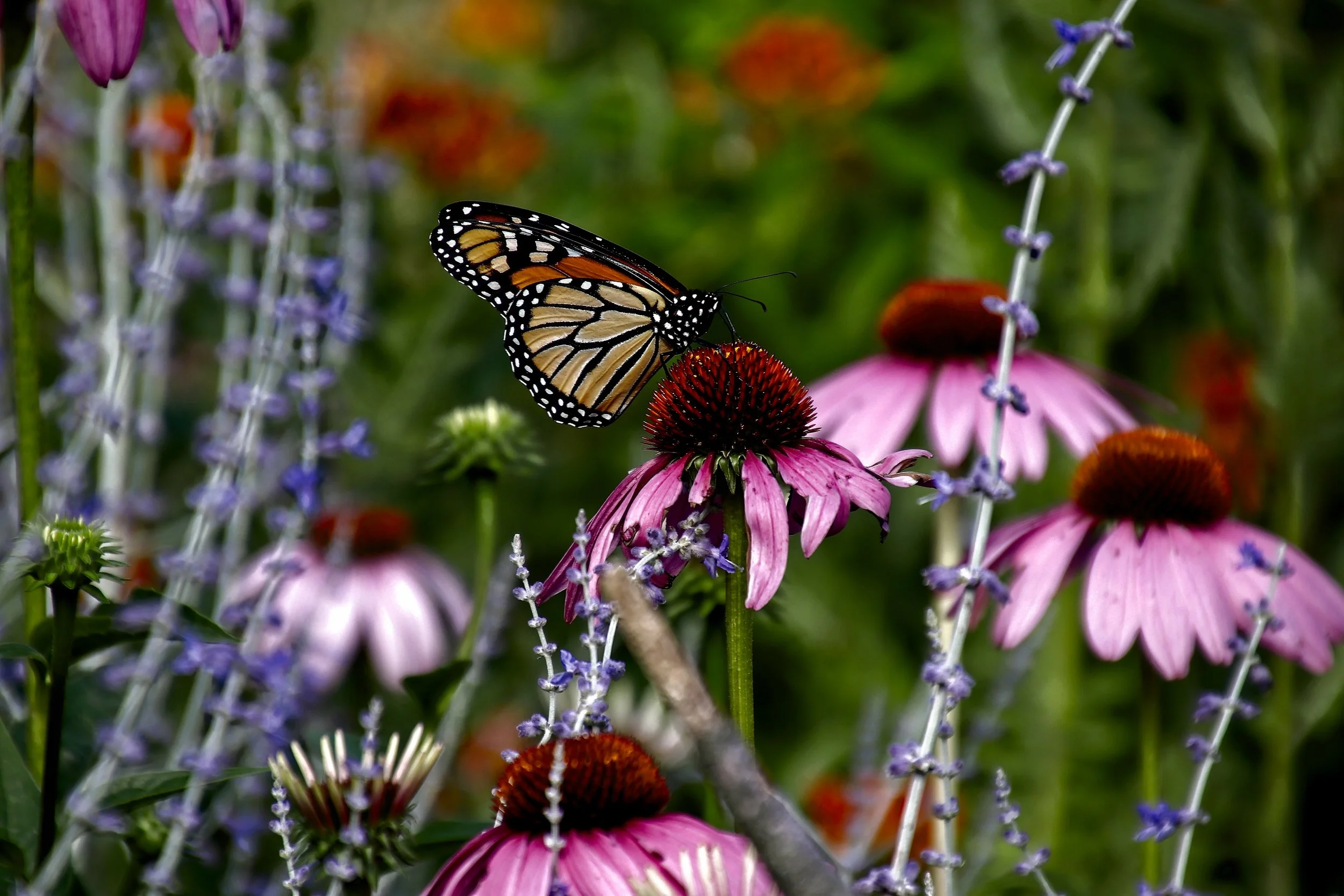 Creating Pollinator Sanctuaries