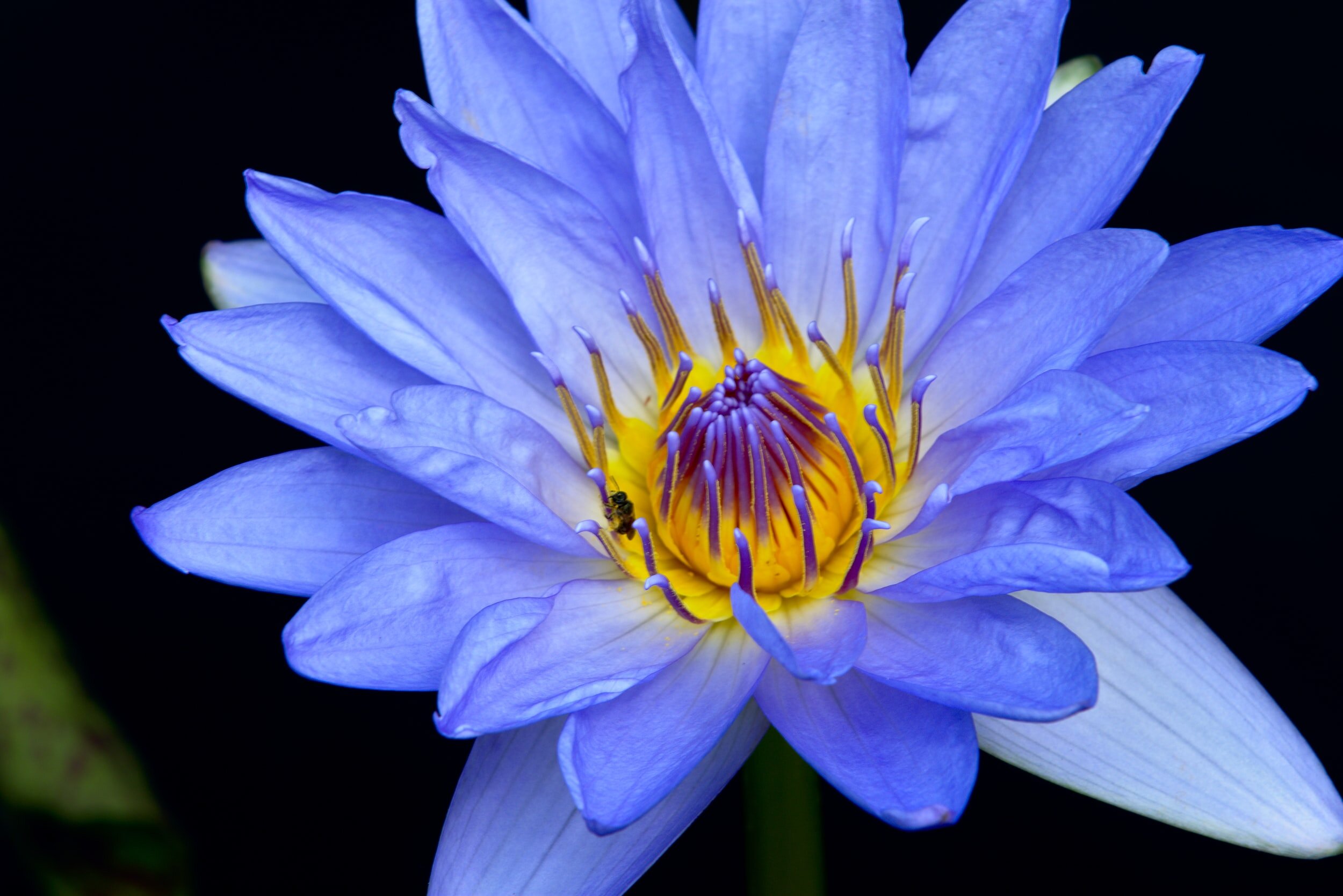 The Sacred Blue Lily of the Nile~ Blue Lotus — Honeybee Herbals