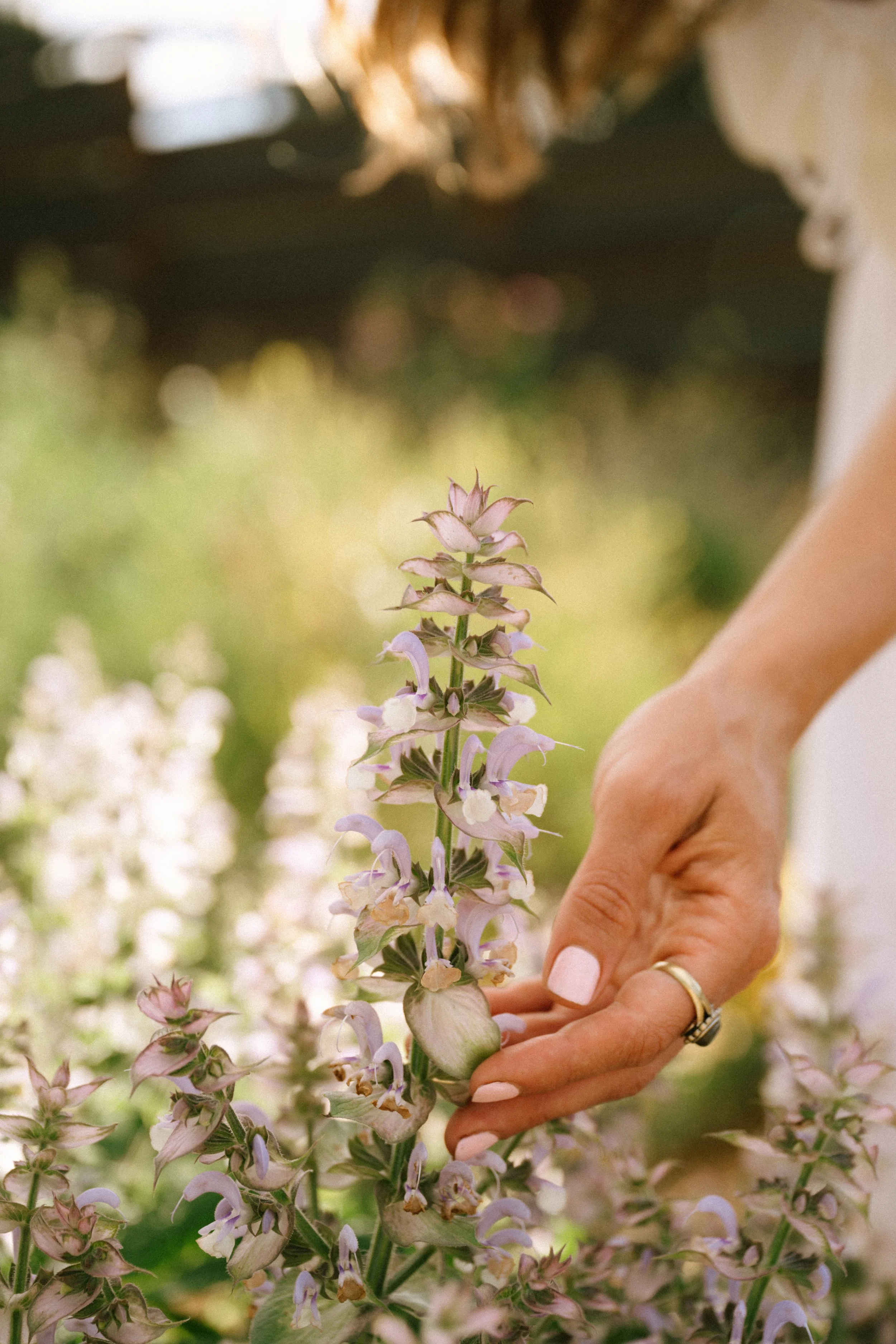 Clary Sage Hydrosol