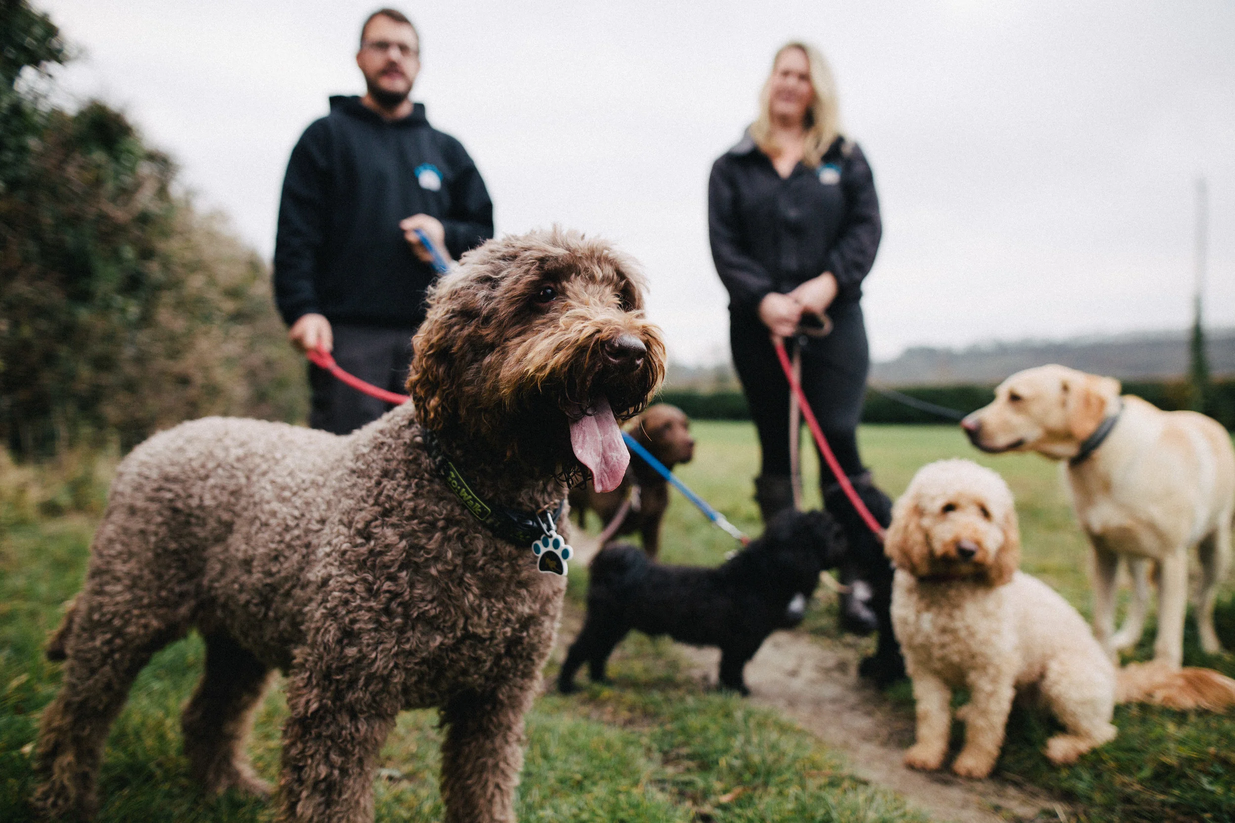 Happy Hounds professional dog walking in Winchester