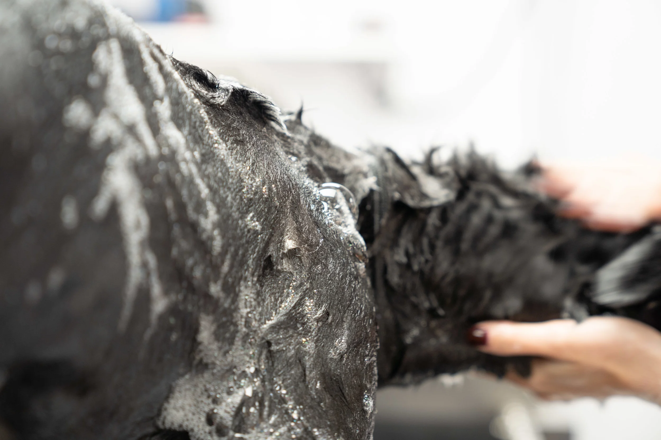 Dog Grooming Service — Happy Hounds Professional Dog Care in Winchester