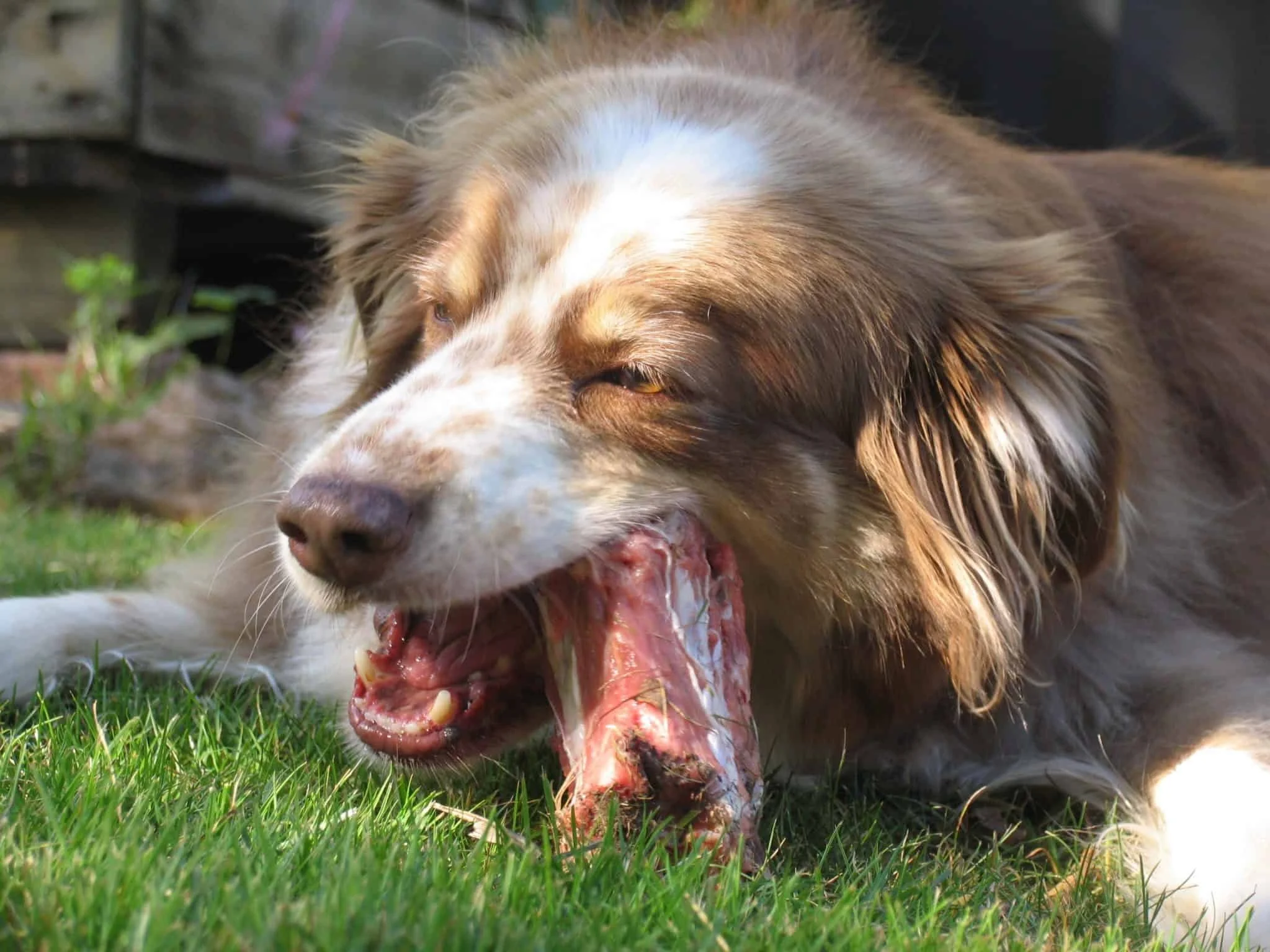 raw-meaty-bone-dog.jpg