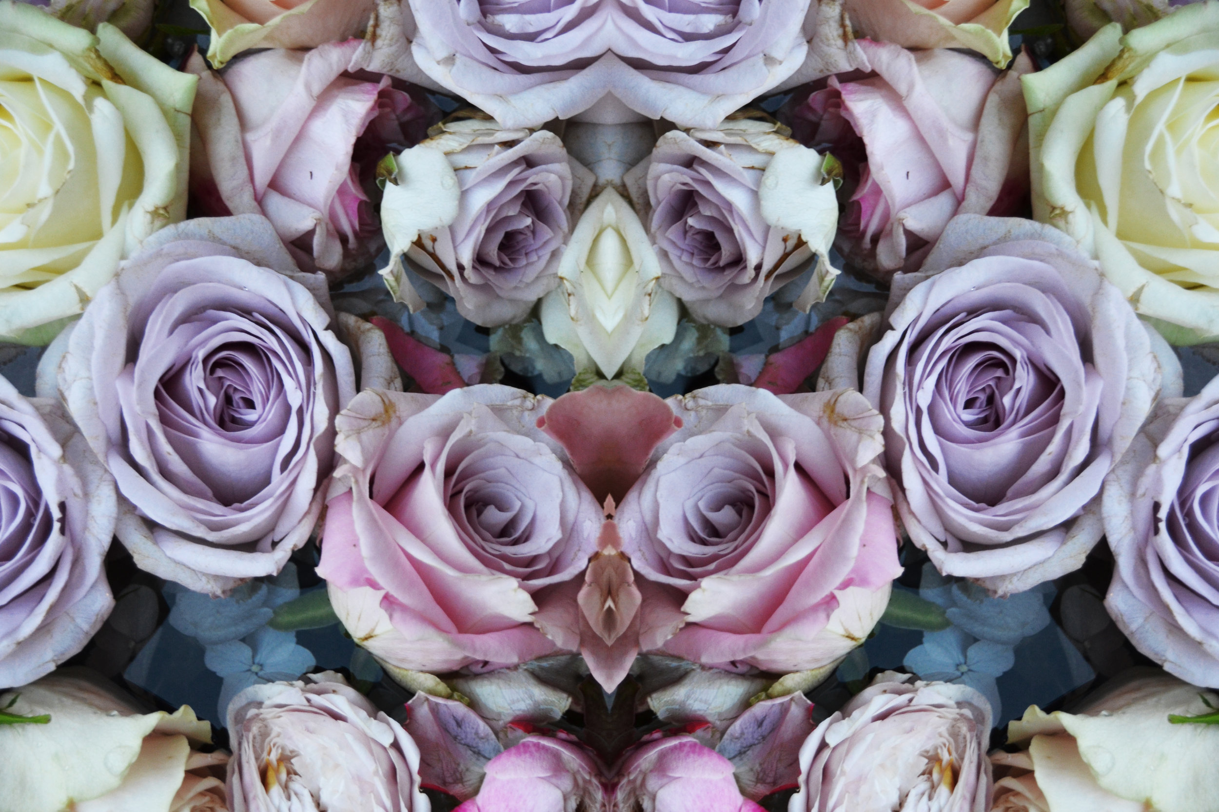 8.22-london-roses.jpg