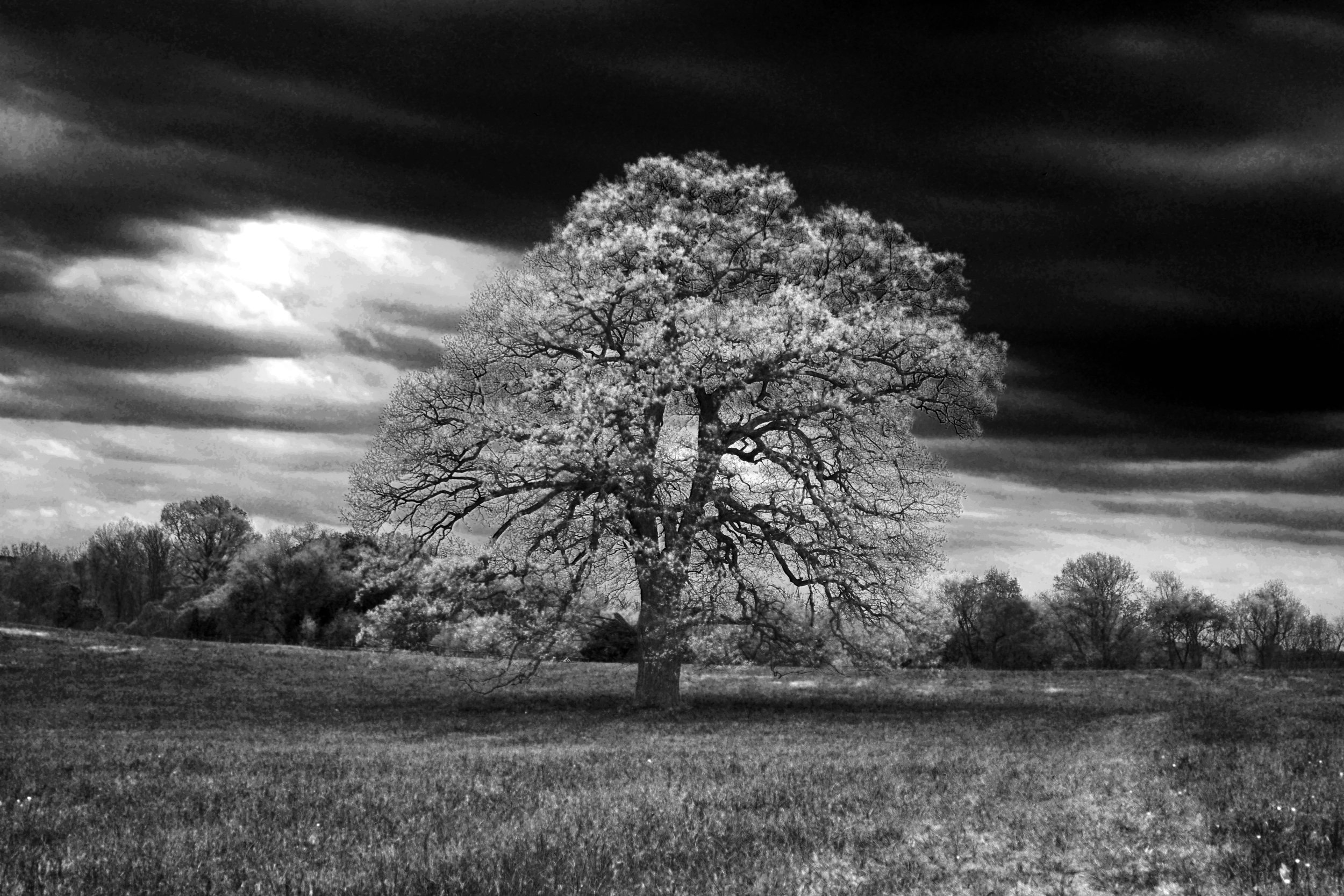 tree in feild black and white.jpg
