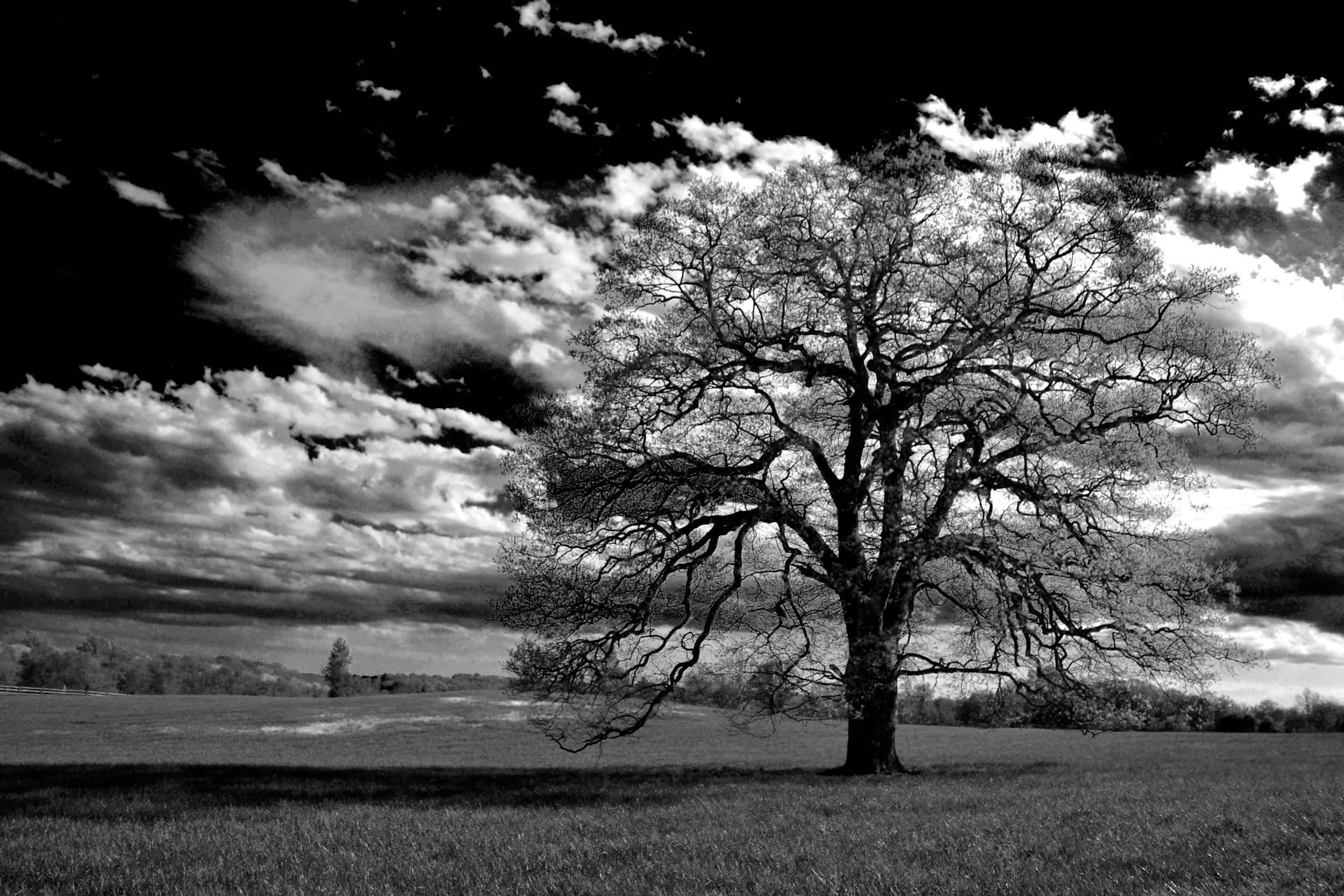 field tree.jpg