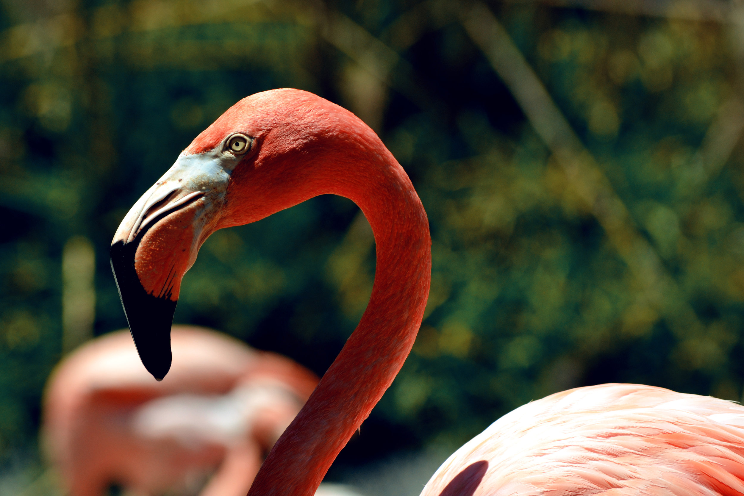 California_Flamingo 2.jpg