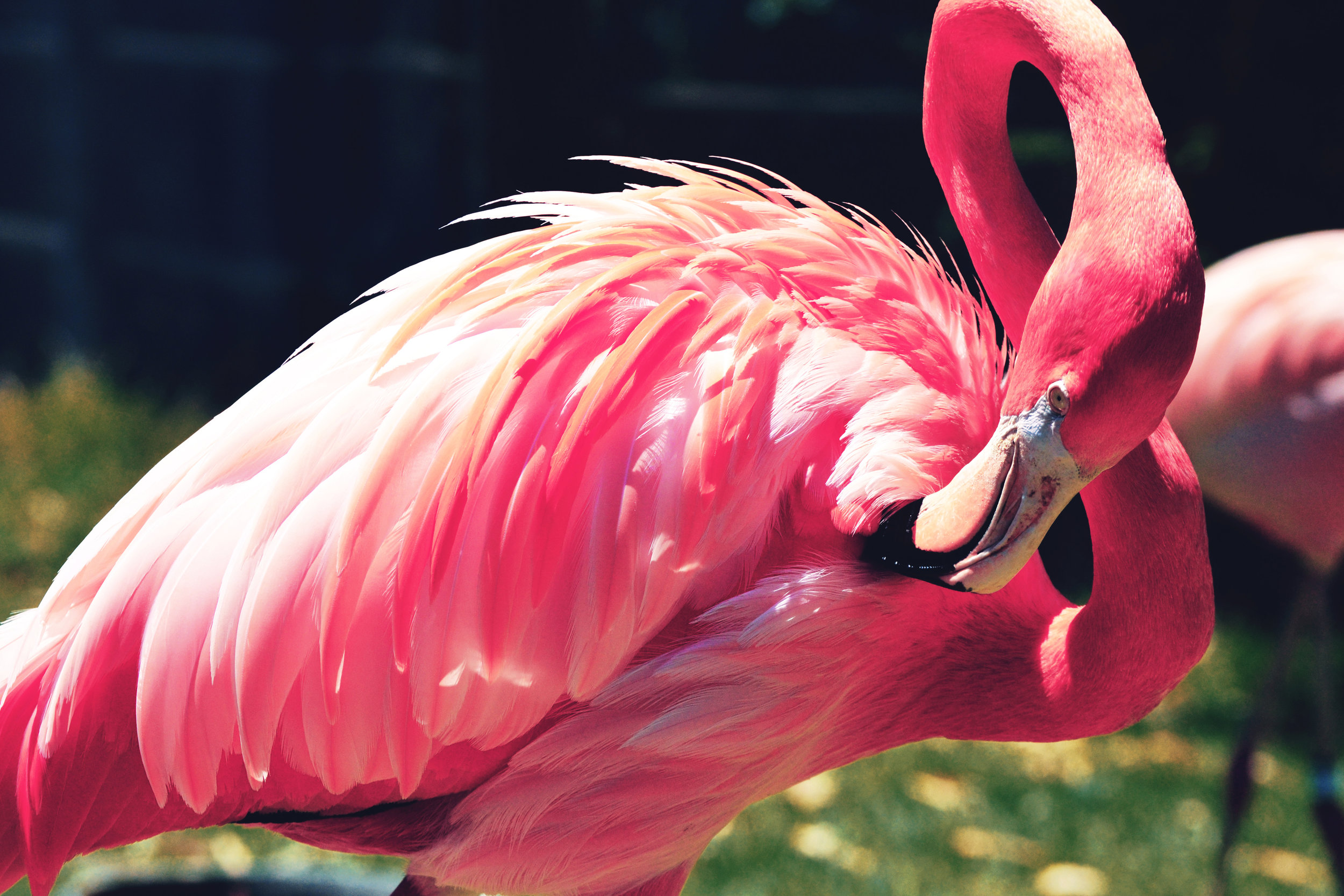 California_Zoo_Flamingo.jpg