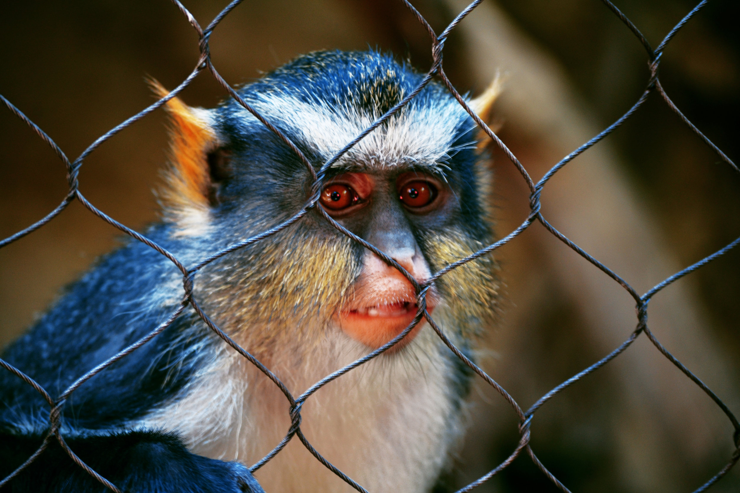 California_San Diego Zoo_monkey.jpg
