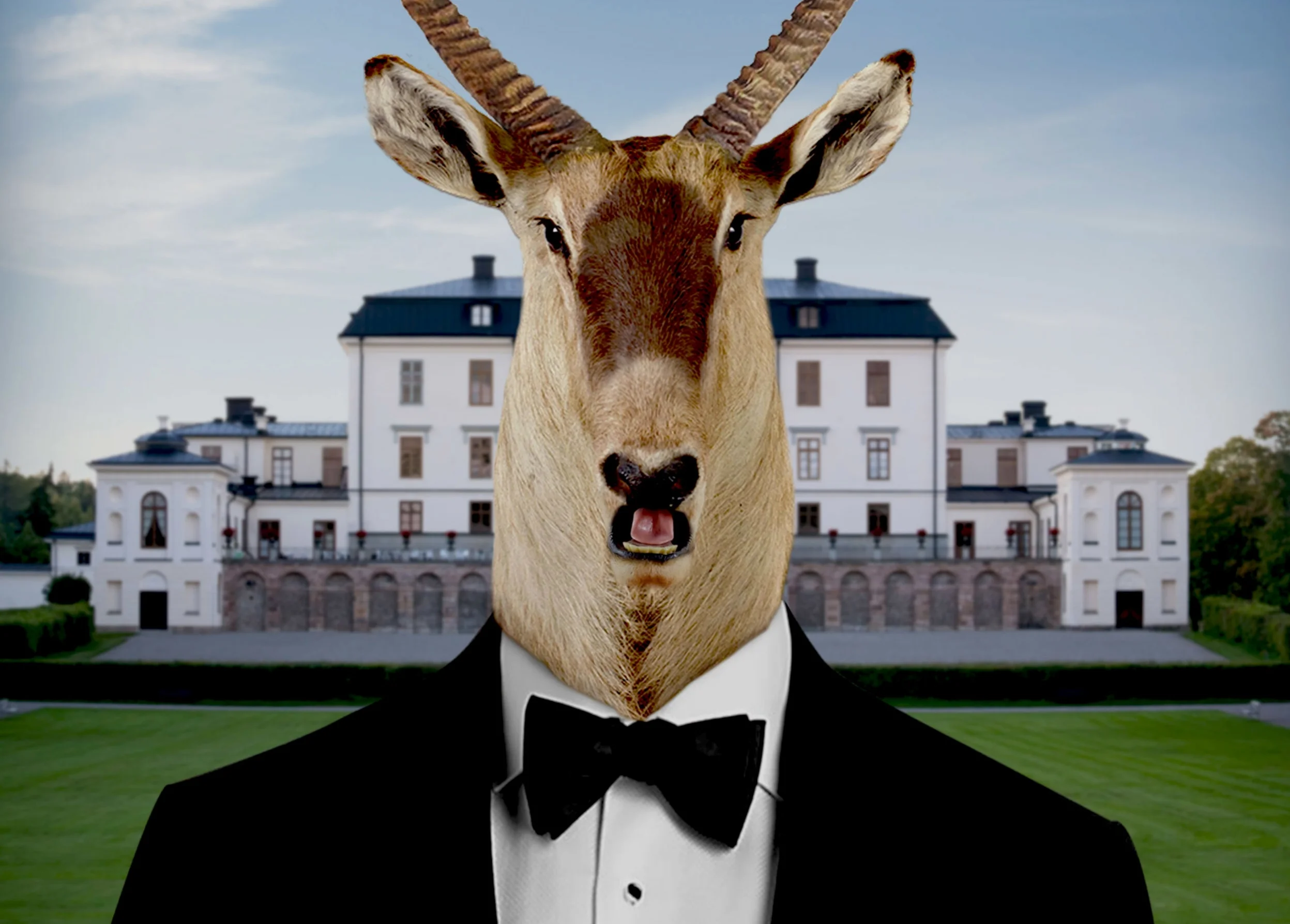 DeerFaceForPRINT.jpg