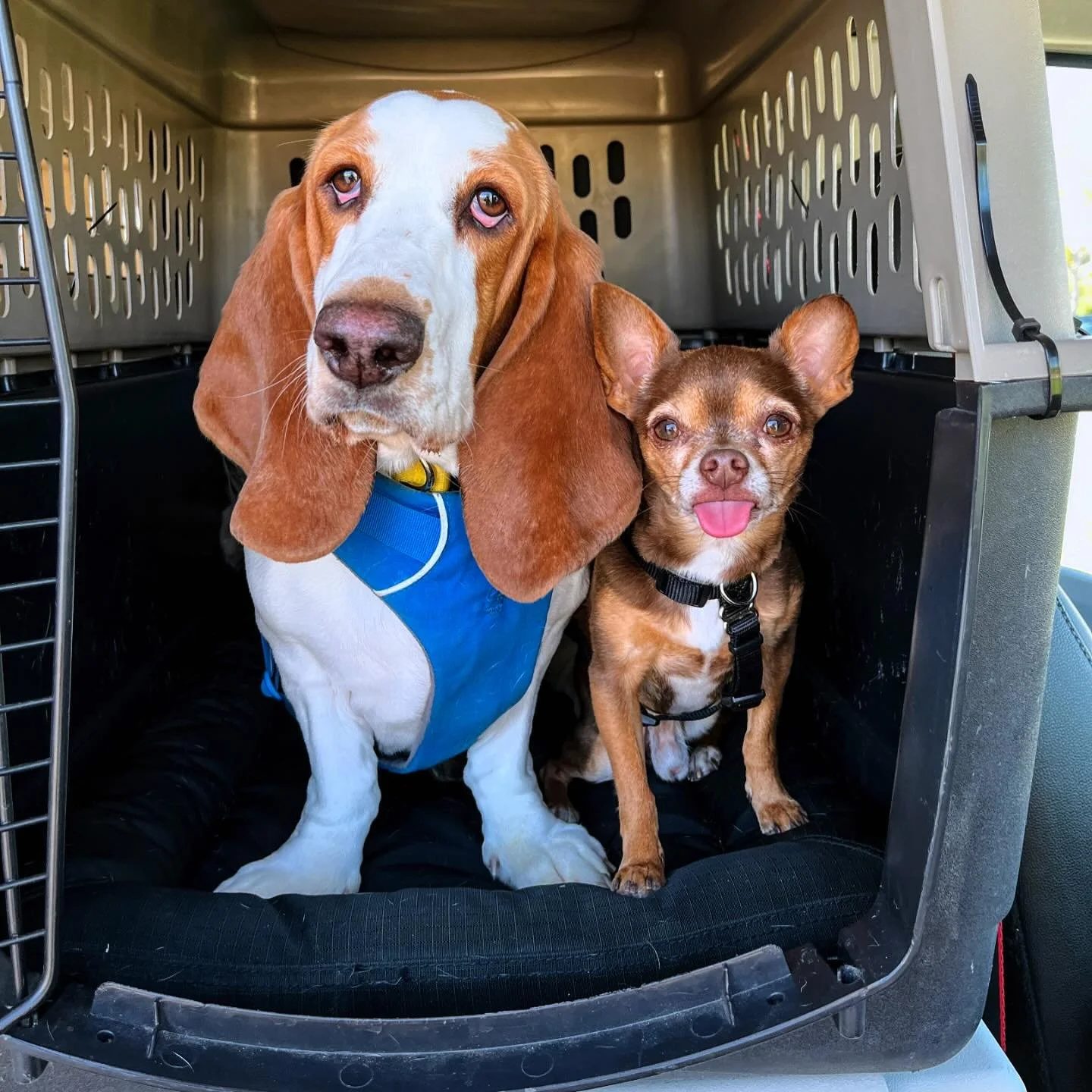 Did you know we offer group training and walks Saturday mornings? Check out our website ( link in our bio) for the class schedule! #dog #dogtraining #groupclass #grouoclasses #bassethound #basset #chihuahua #chihuahuasofinstagram #bassethoundsofinsta