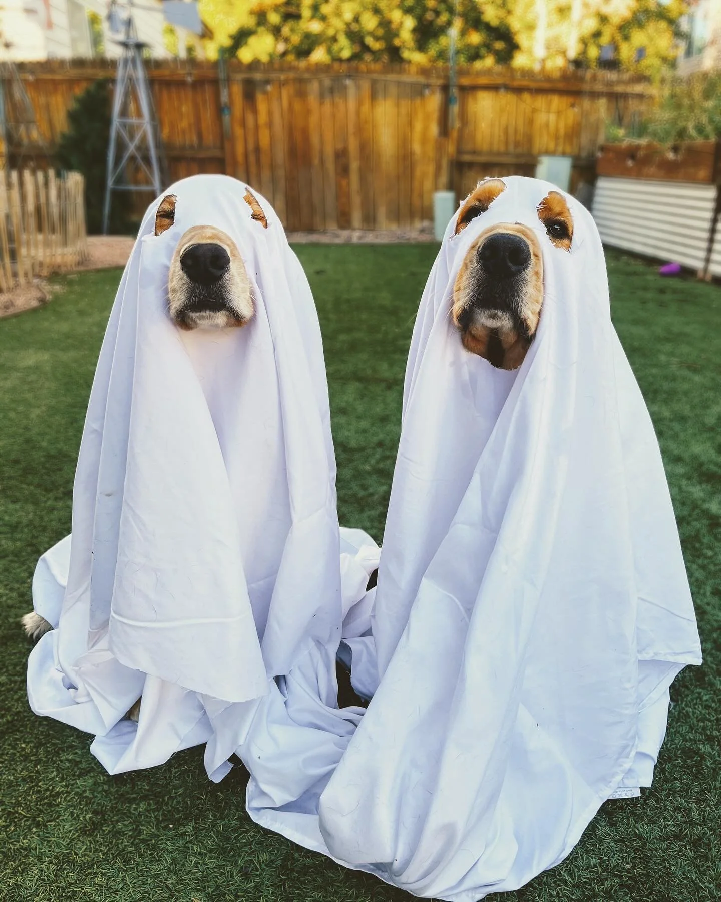 Happy Halloween from our little ghosts to yours! We hope everyone has a safe and calm day! Just a reminder, your dog most likely would rather stay home in a comfortable safe area with something to do then go trick or treating. If you are handing out 