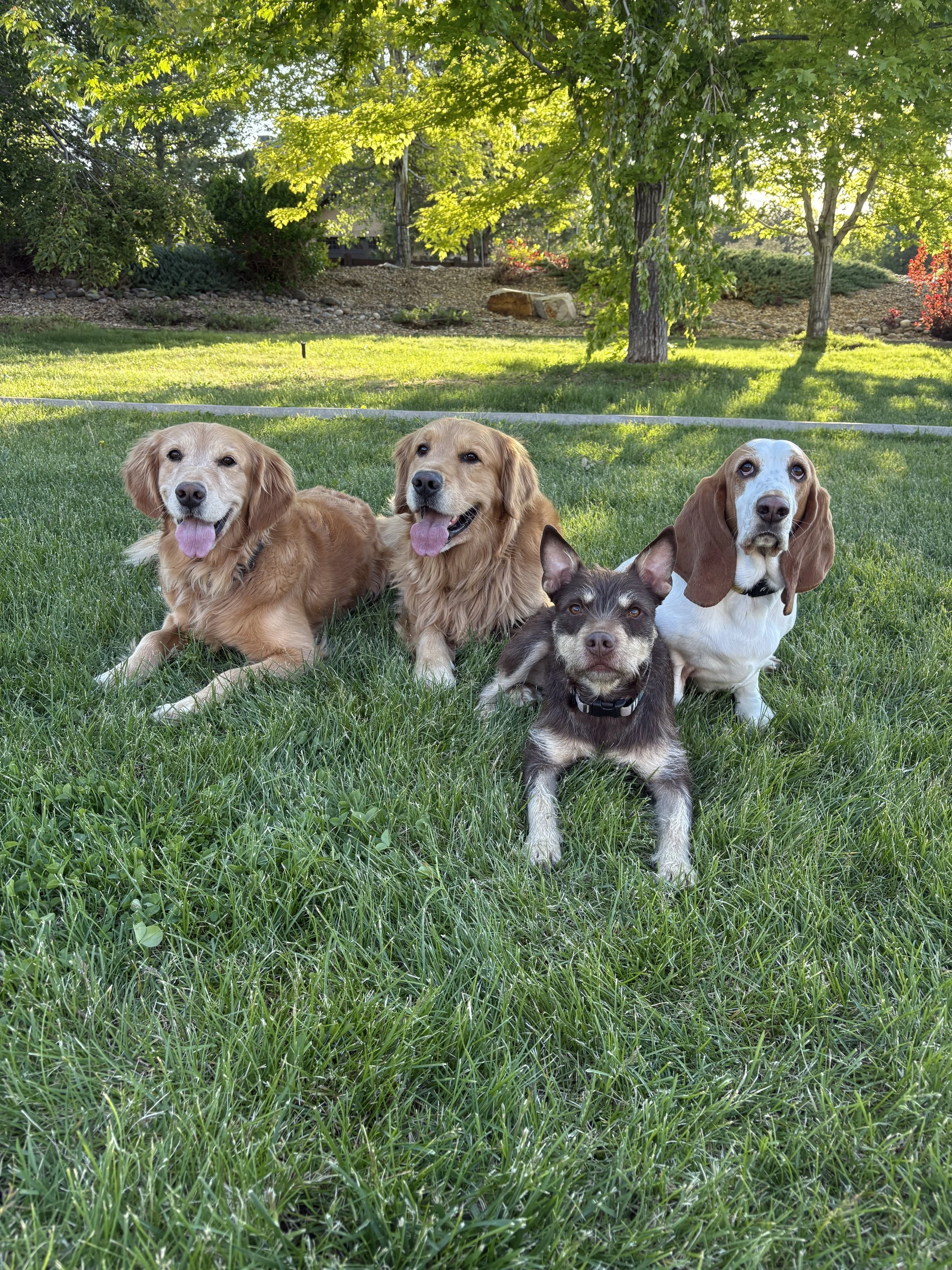 Office Hours ( Rescue Dog Training Class) 
