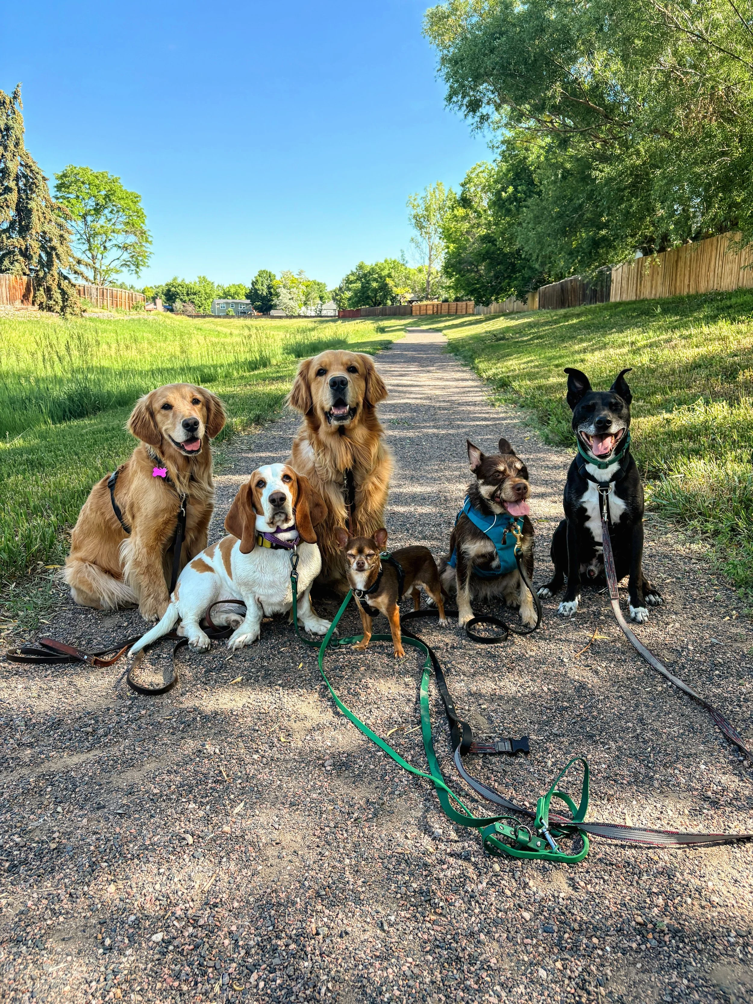 Office Hours ( Rescue Dog Training Class) 