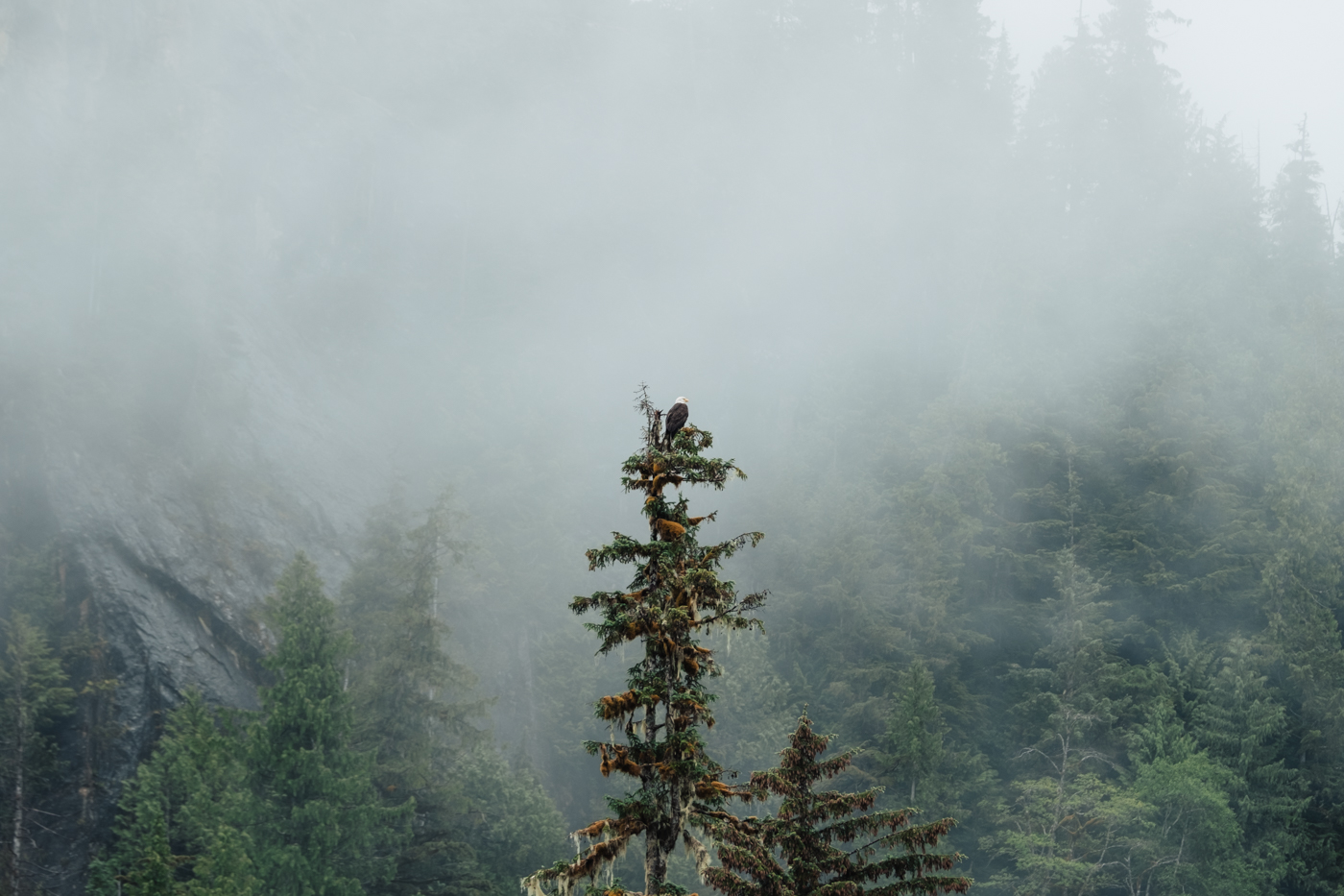 bald-eagle-sitting-tree.jpg