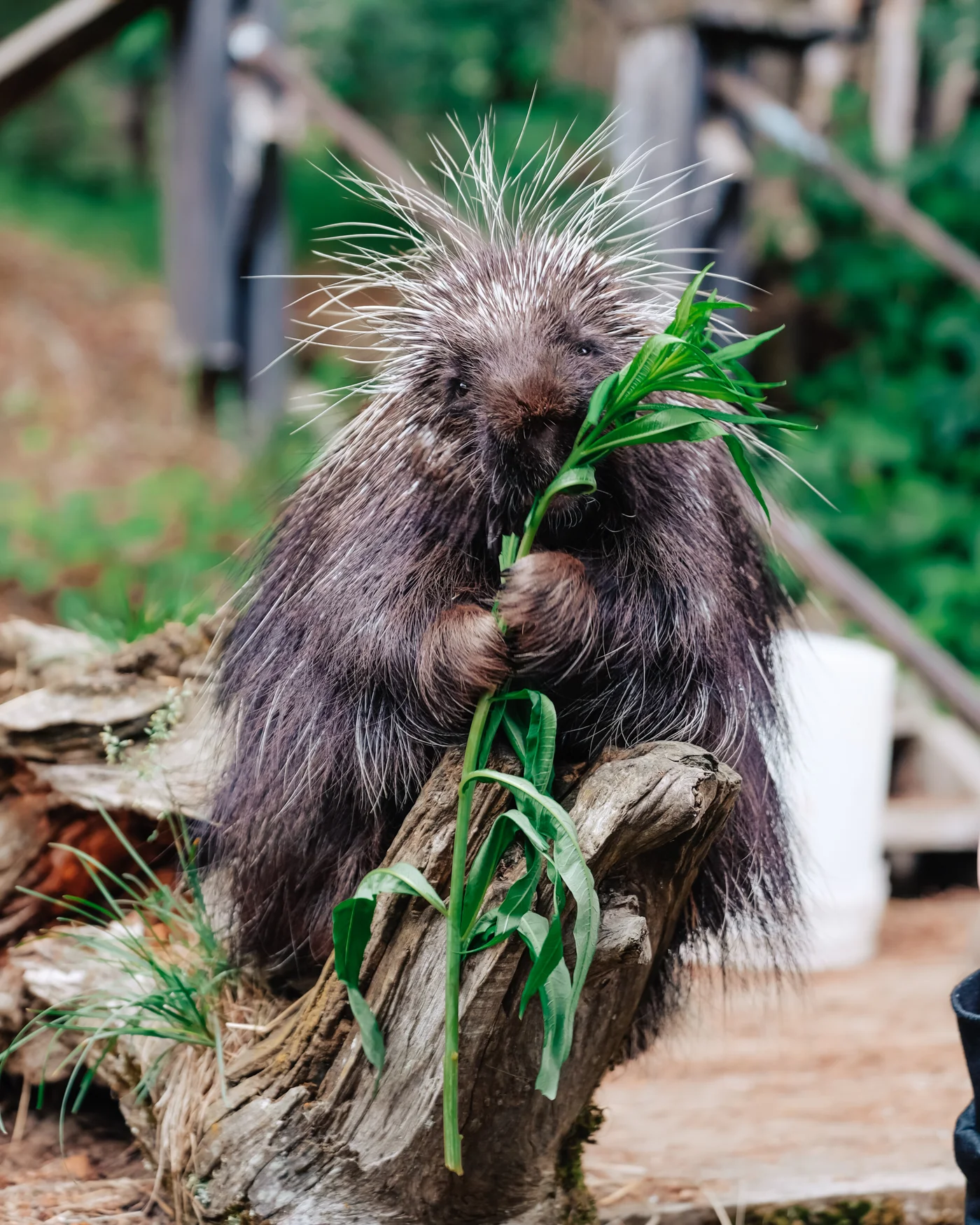 porcupine-eating.jpg
