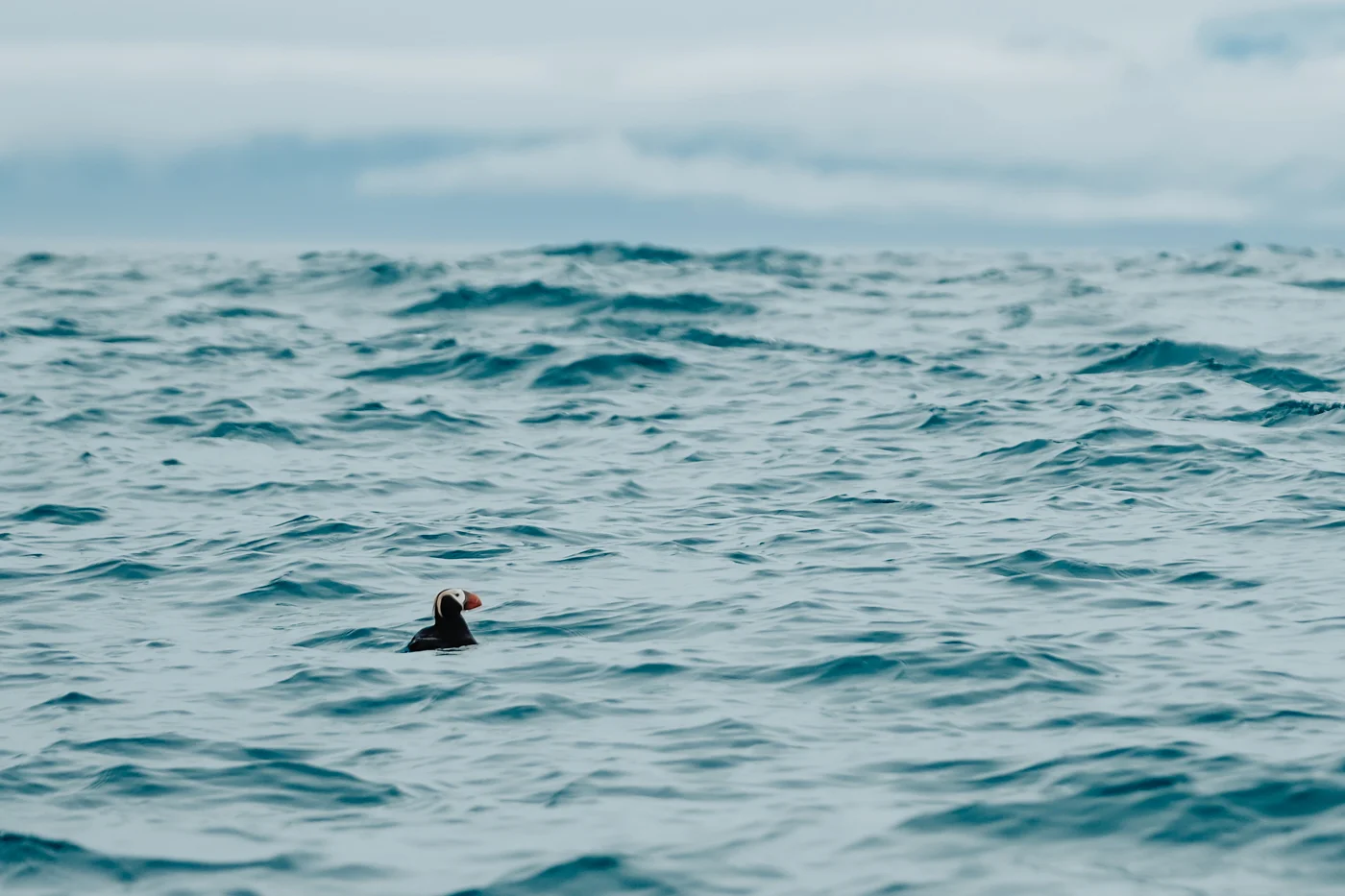 puffin-water-alaska-ocean.jpg