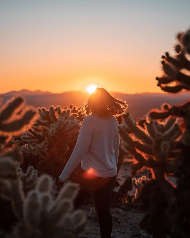 I set my alarm for 4am. The drive into the park to the Cholla Cactus Garden was an hour and I knew I needed to get there at least 45 minutes before sunrise to set up my cameras/tripods for the moment the sun broke the horizon (one camera for a time l
