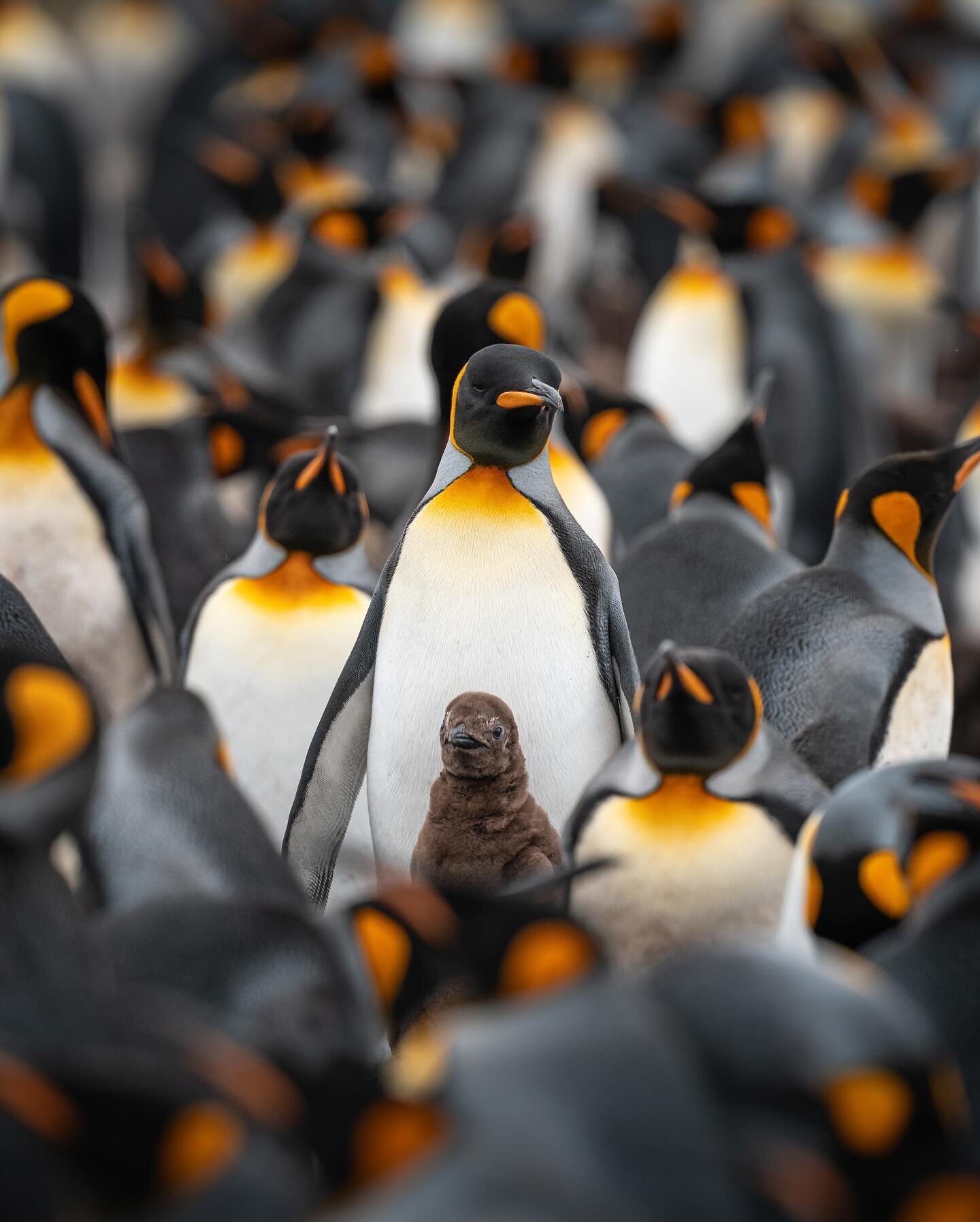 My latest adventure: the Falkland Islands 🐧 this is one of the best places in the world to see wildlife, and I was SO excited to spot king penguins here for the first time. They are even more beautiful than I imagined and endlessly fun to photograph