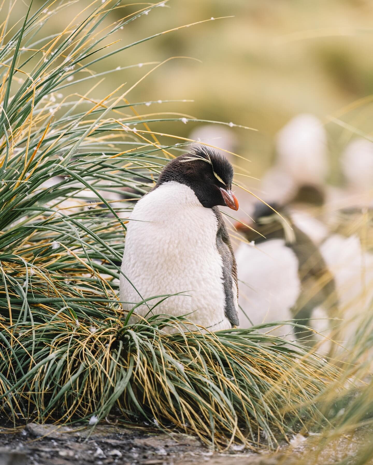 Have you ever wondered why penguins have their tuxedo coloring? It&rsquo;s countershading to camouflage them when swimming. Seen from above, the black on their backs blends with the depths of the ocean. Seen from below, their white bellies blend with