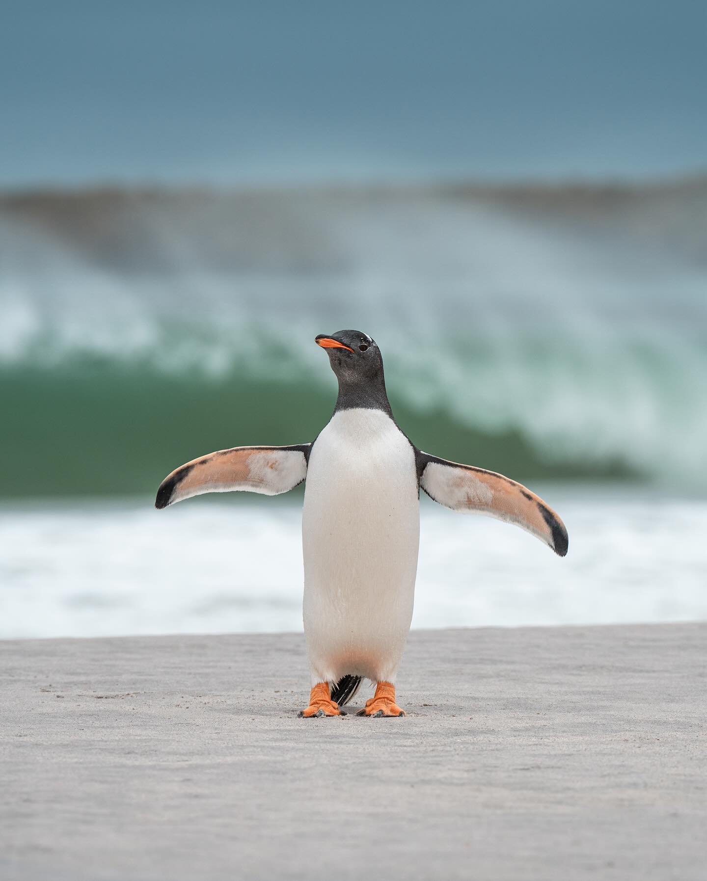 Surf&rsquo;s up, and so is my new YouTube video from my trip to the Falkland Islands. What a dream it was to witness and photograph so many penguins! 🐧 One of the most unique destinations I&rsquo;ve ever visited.⁣
⁣
@ilovethefalklands #hosted #pengu
