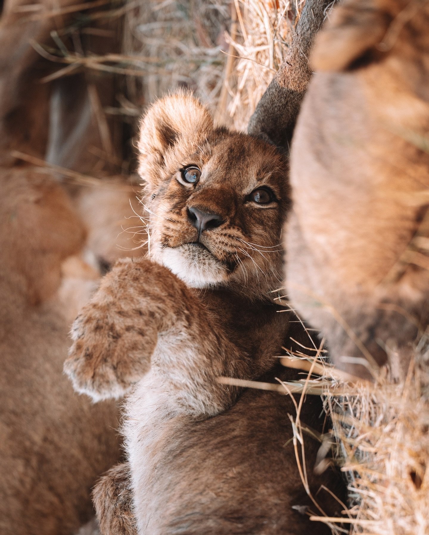 One of the highlights of my time in Botswana: sitting with lion cubs in the Moremi Game Reserve of the Okavango Delta. We found three lionesses with a whopping eight lion cubs between them, and because they had caught a meal, they sat in the same spo