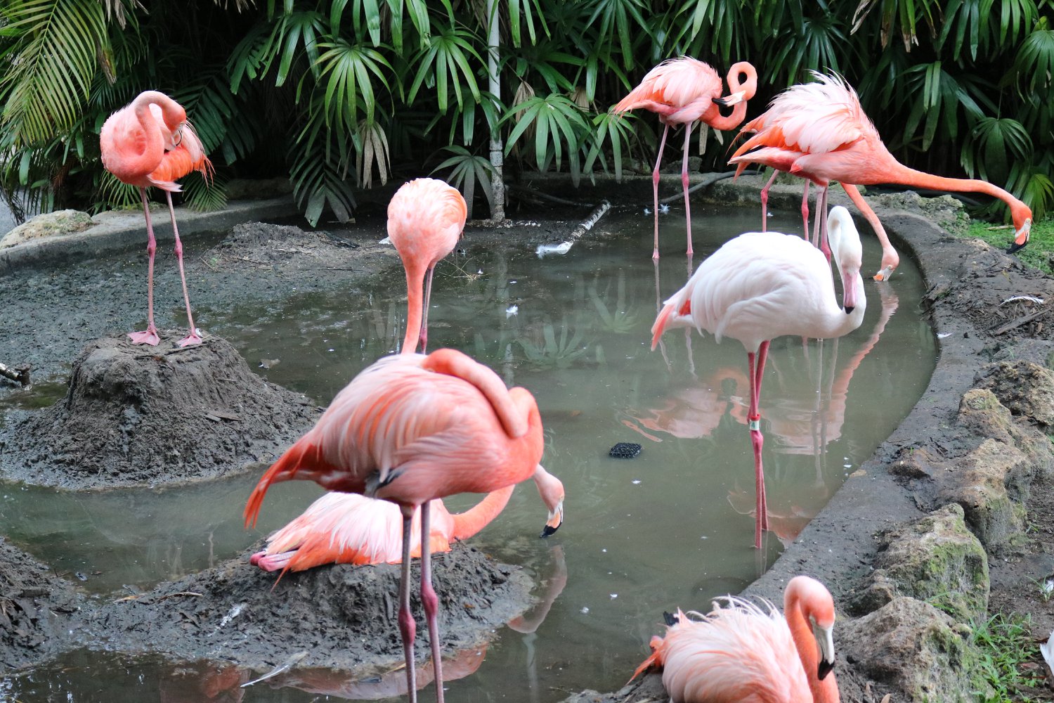 Flamingos.jpg