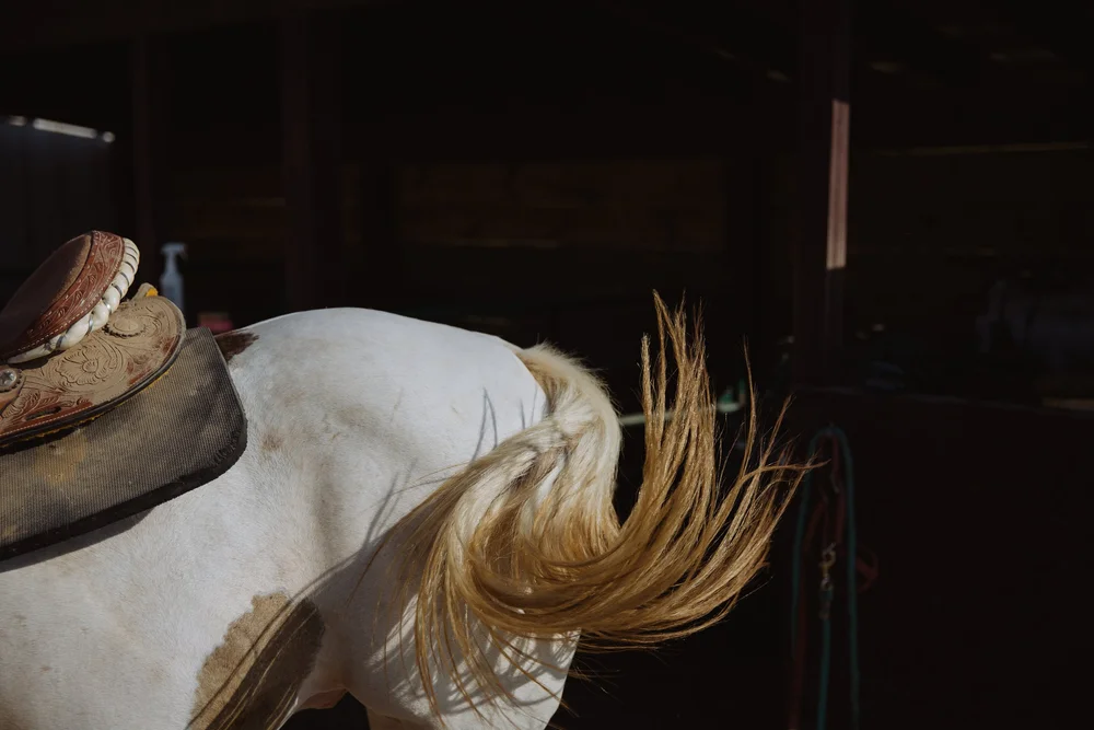 Riding Lessons-04.jpg