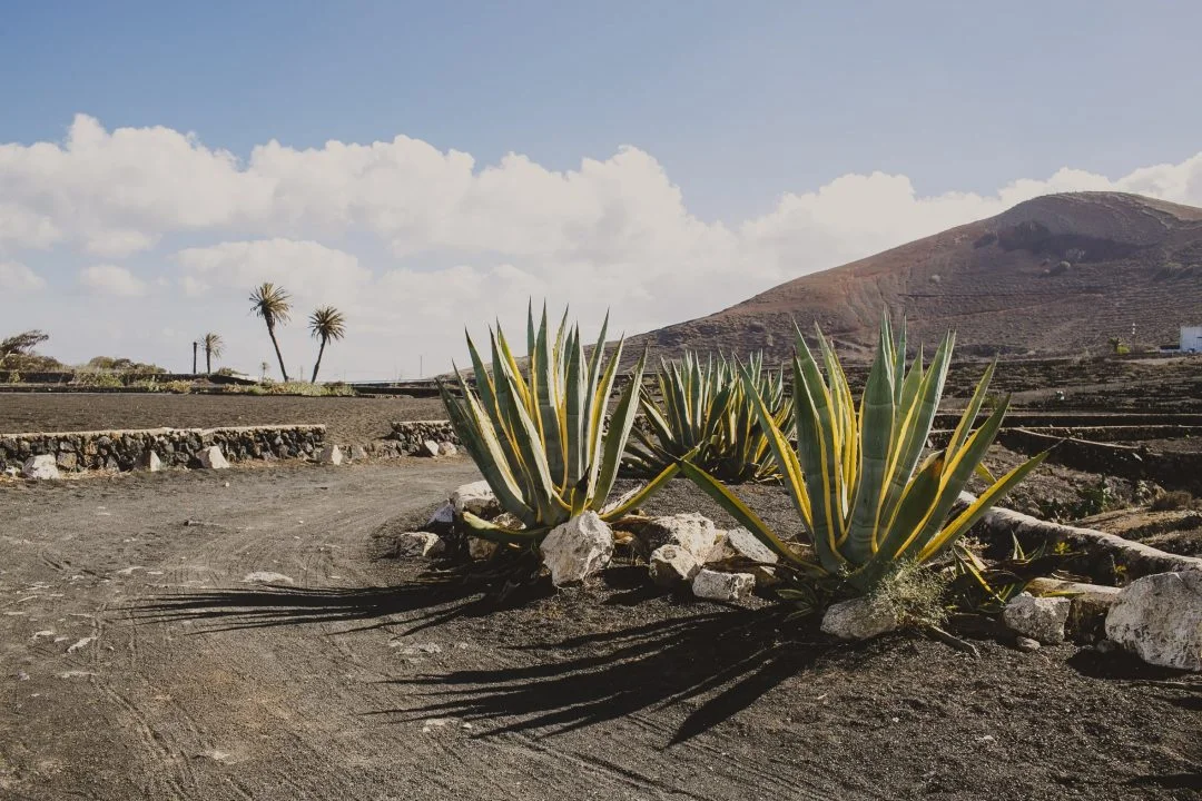 Buenavista-Lanzarote-181-1080x720.jpg