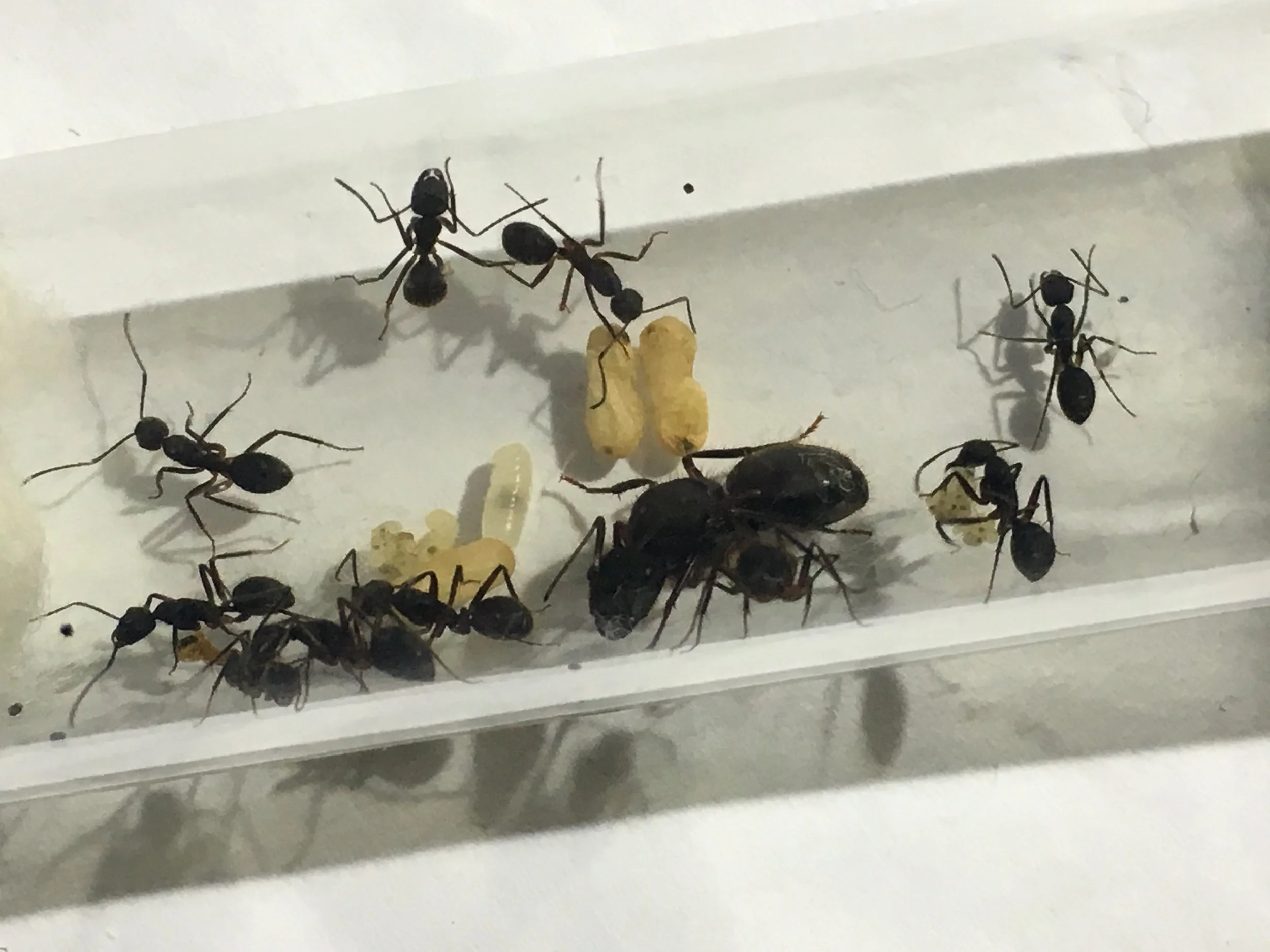 rufipes2.jpg