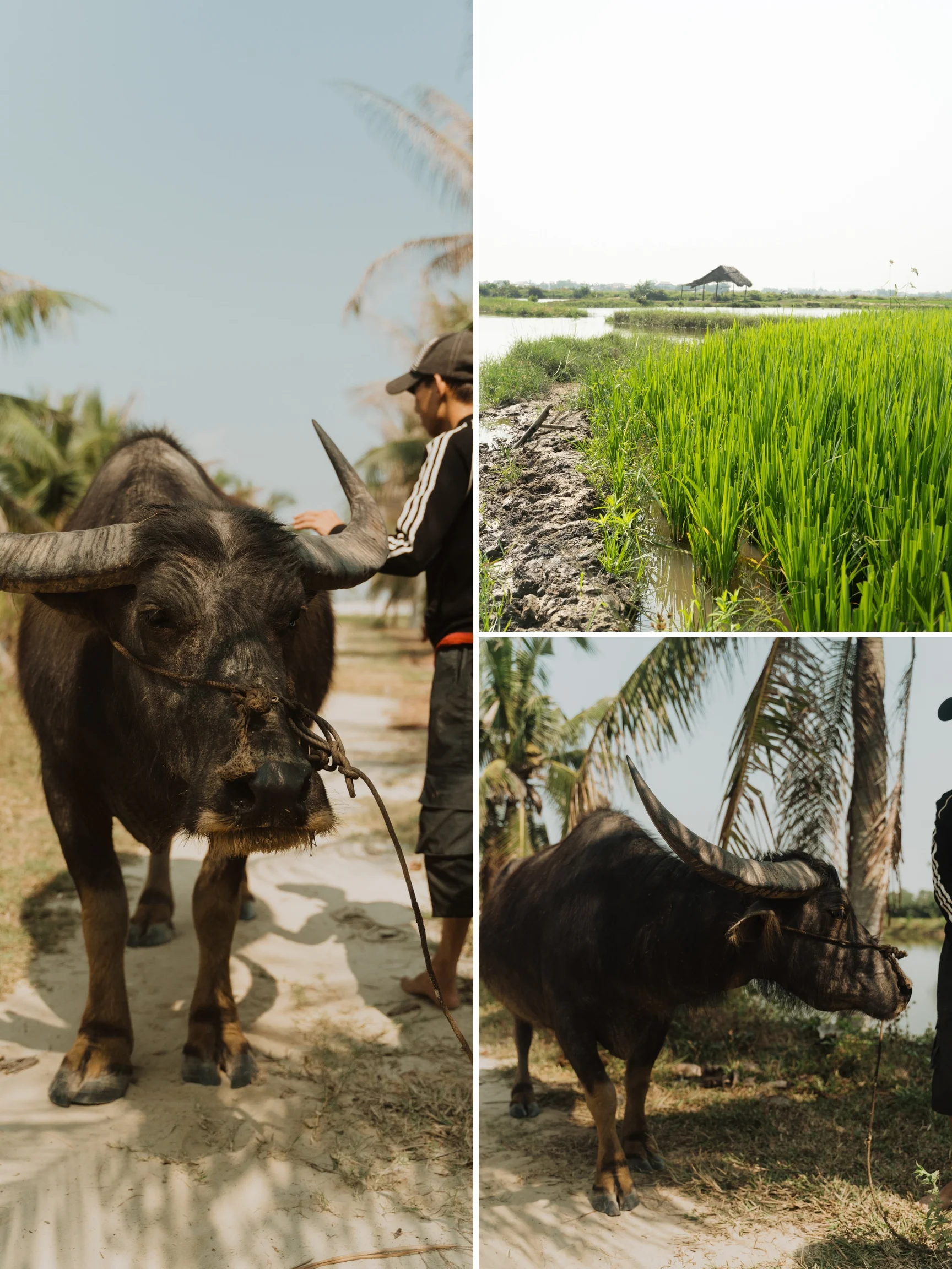 vietnam, travel, traveling Vietnam, halong bay, hoian, travel photographer, travel photos, videographer, videography, photography, photographer, world traveler, engagement, elopement, travel wedding, ocean elopement, wedding, beach wedding, Thailand, Asia photographer, world traveler, destination wedding, fort St. John, FSJ, Fort St. John Photographer, Dawson Creek, Dawson Creek Photographer, Dawson Creek Videographer, Dawson Creek artist, Fort St. John Videographer, Boudoir, Fort St John Boudoir, FSJ Boudoir, Dawson Boudoir, BC Photographer, BC Videographer