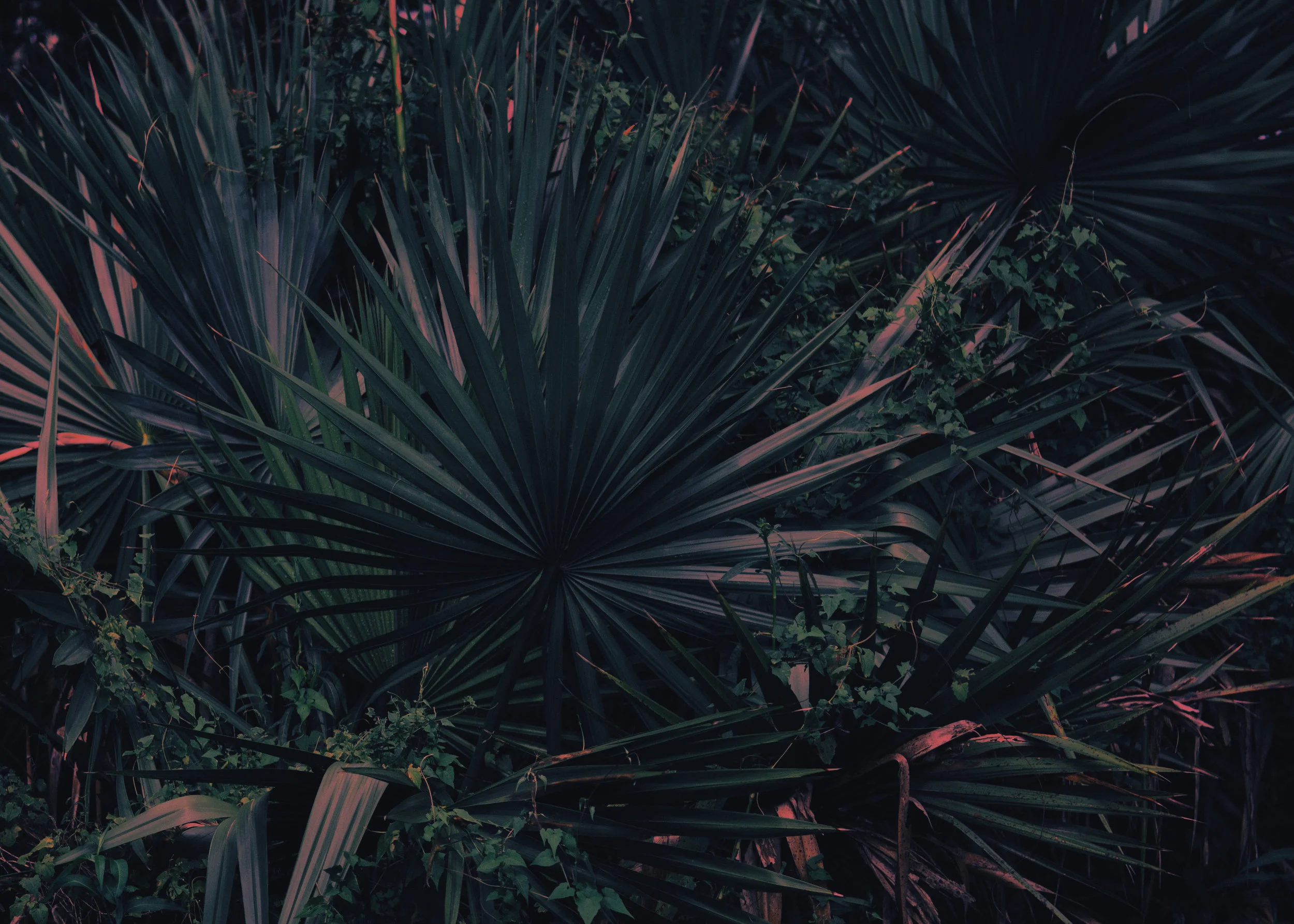 Painted Palmettos, 2018