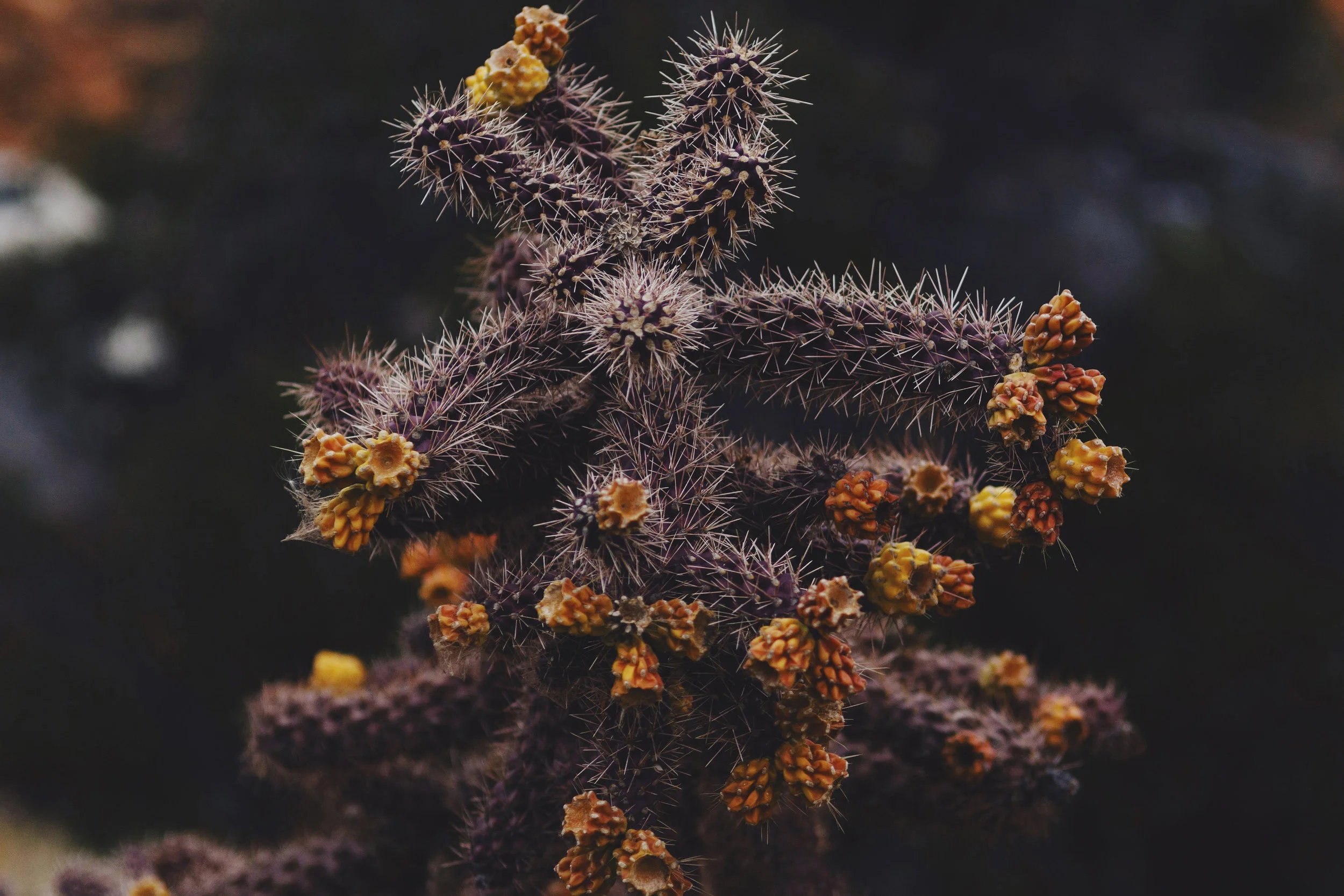 Sedona Cholla, 2017