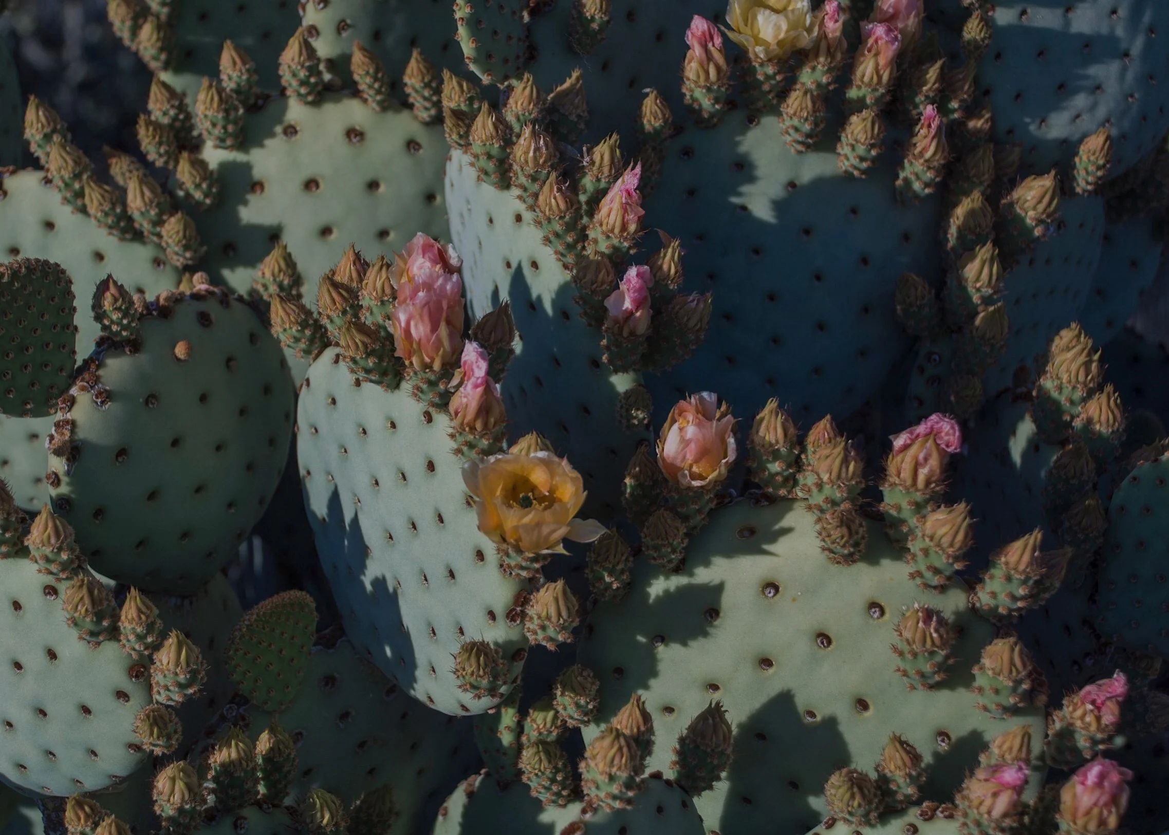 Opuntia ficus-indica, 2017