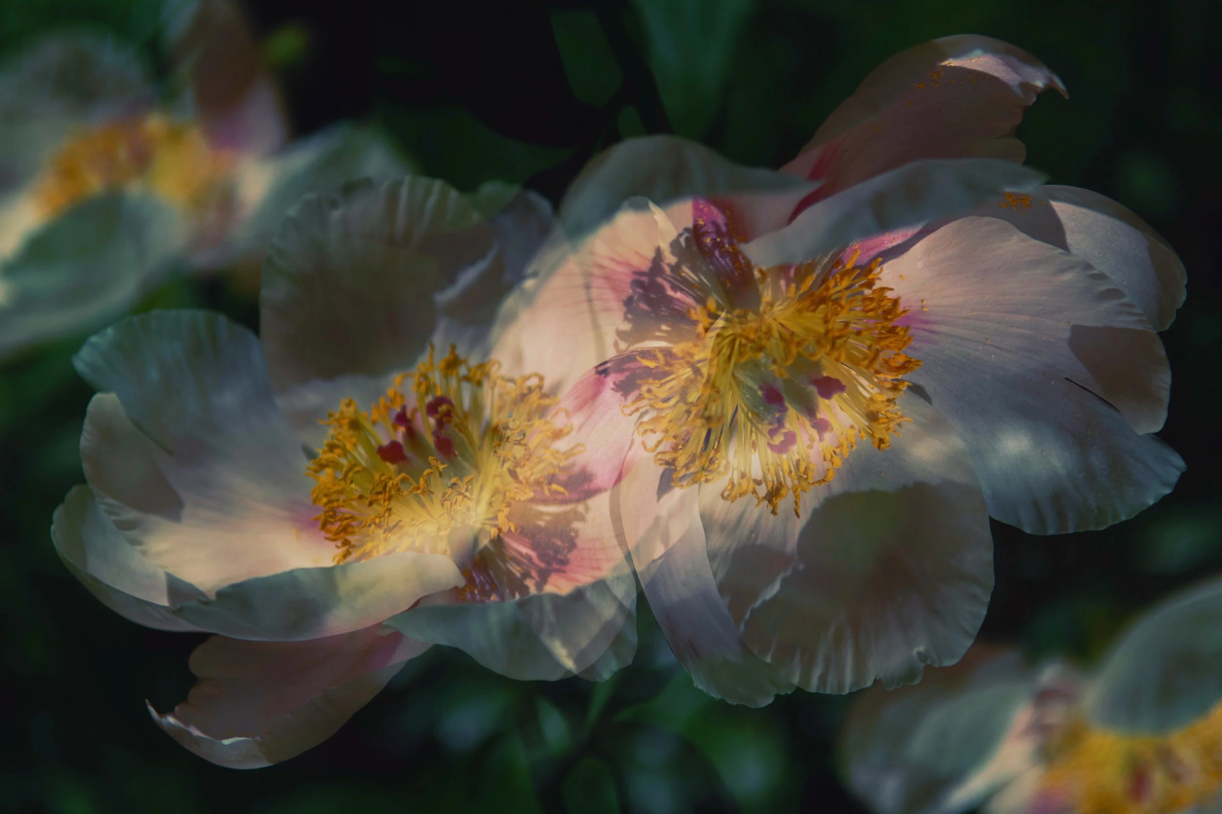 a constellation of flowers, 2018