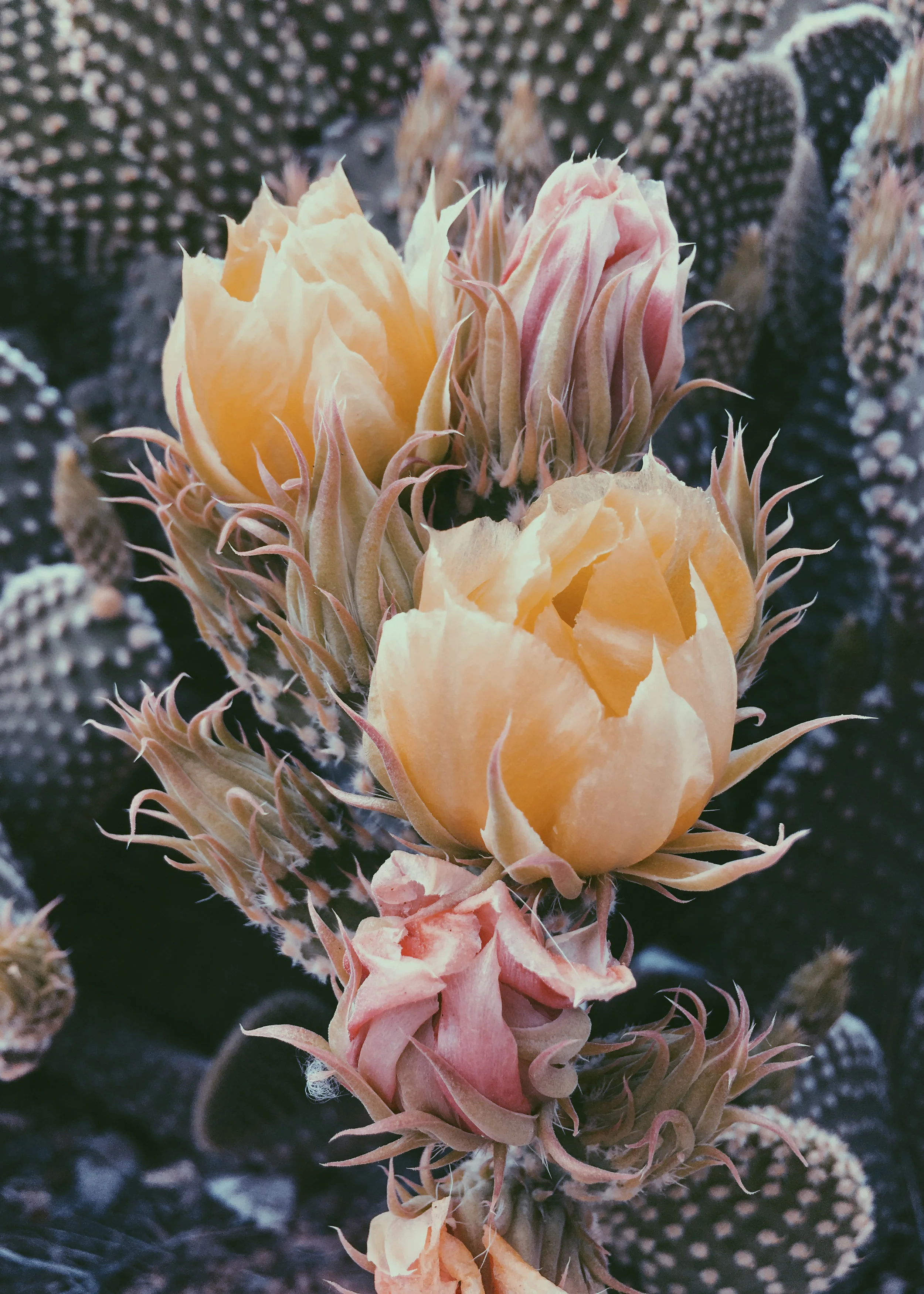 Blooming Opuntia II, 2017