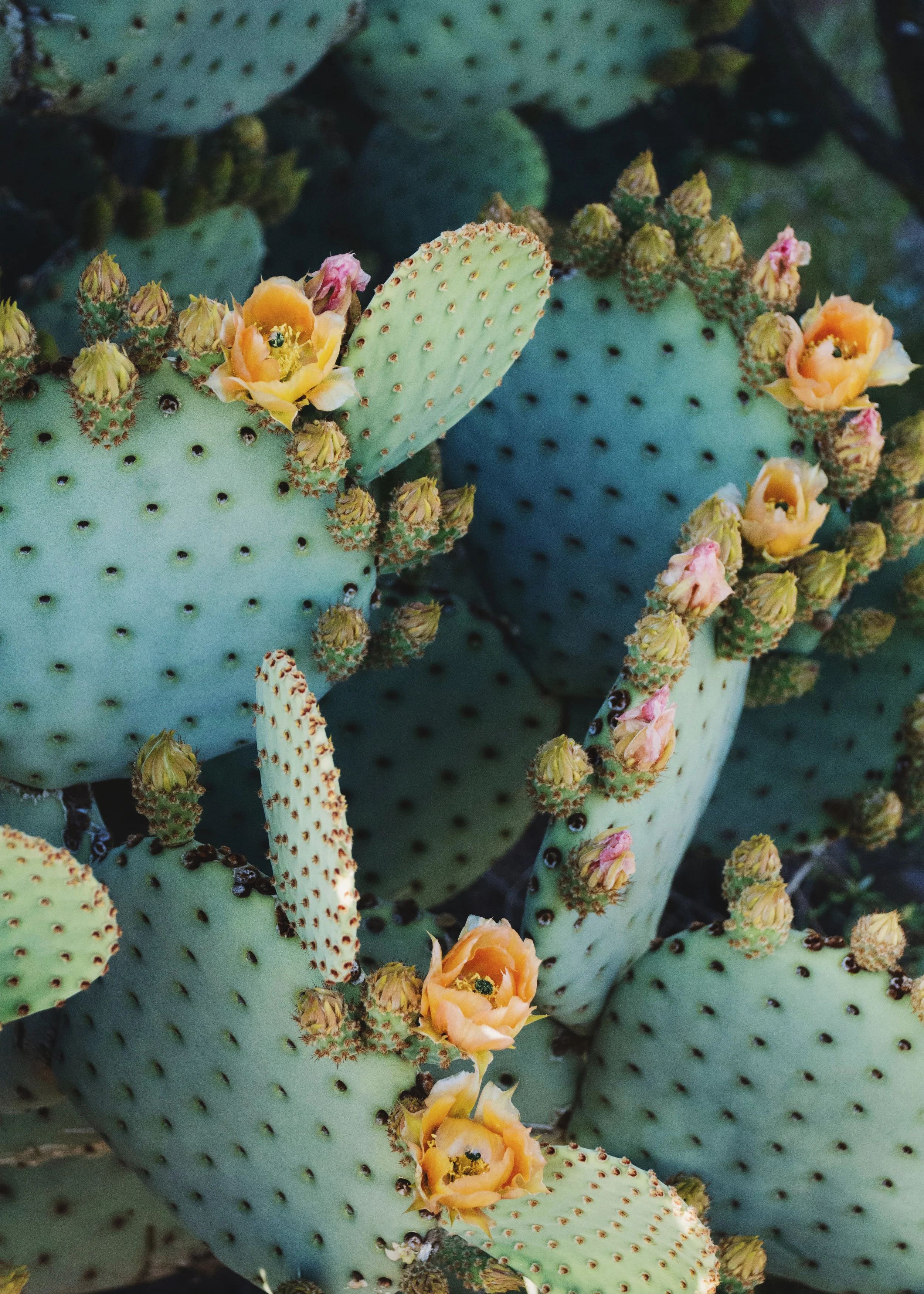 Blooming Opuntia I, 2017