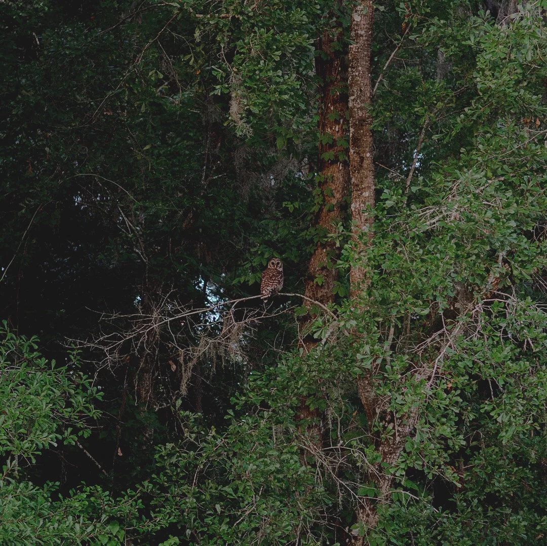 Barred Owl, Summer 2018