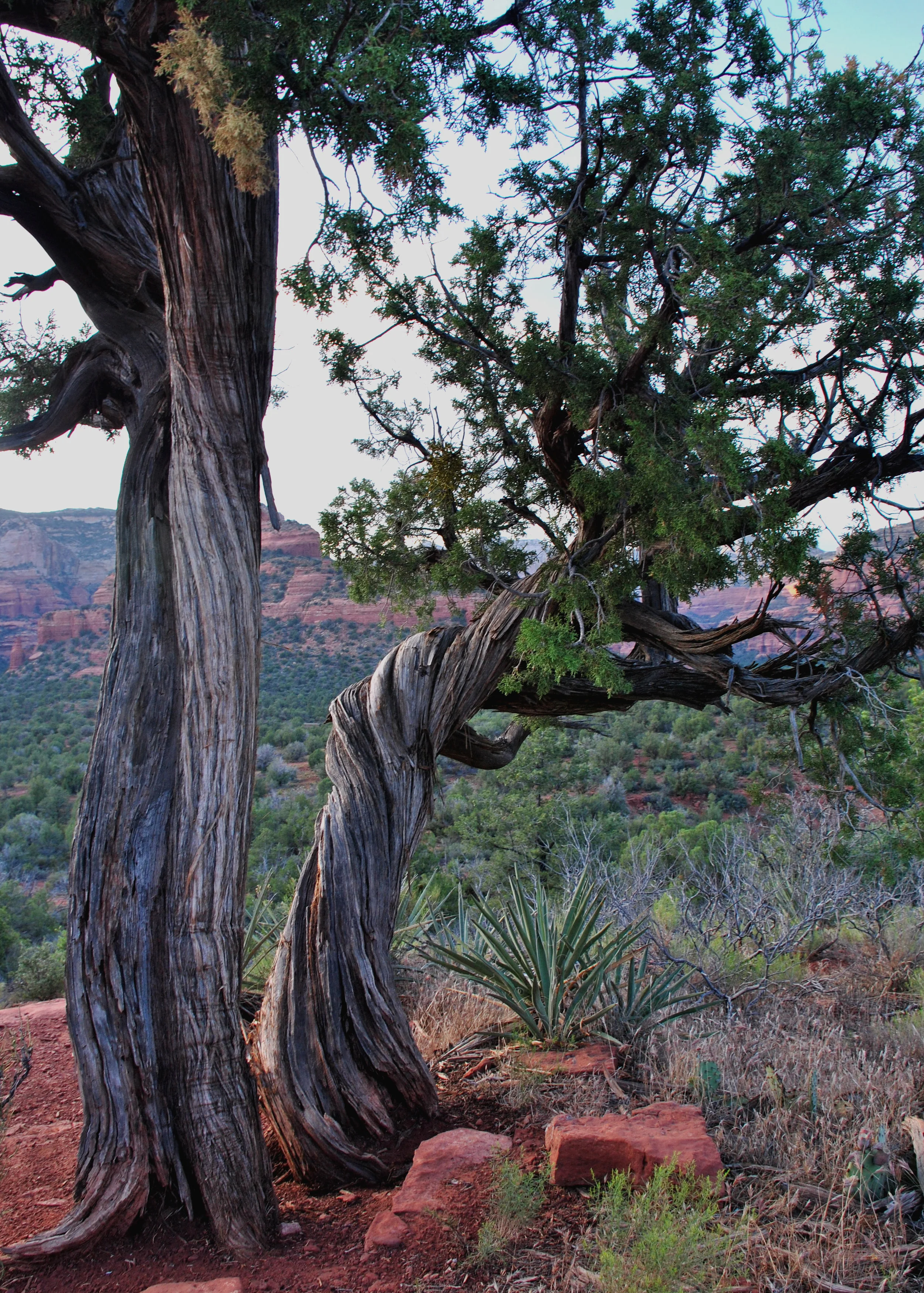 Junipers at Mystic Vista Vortex, Sedona 2014