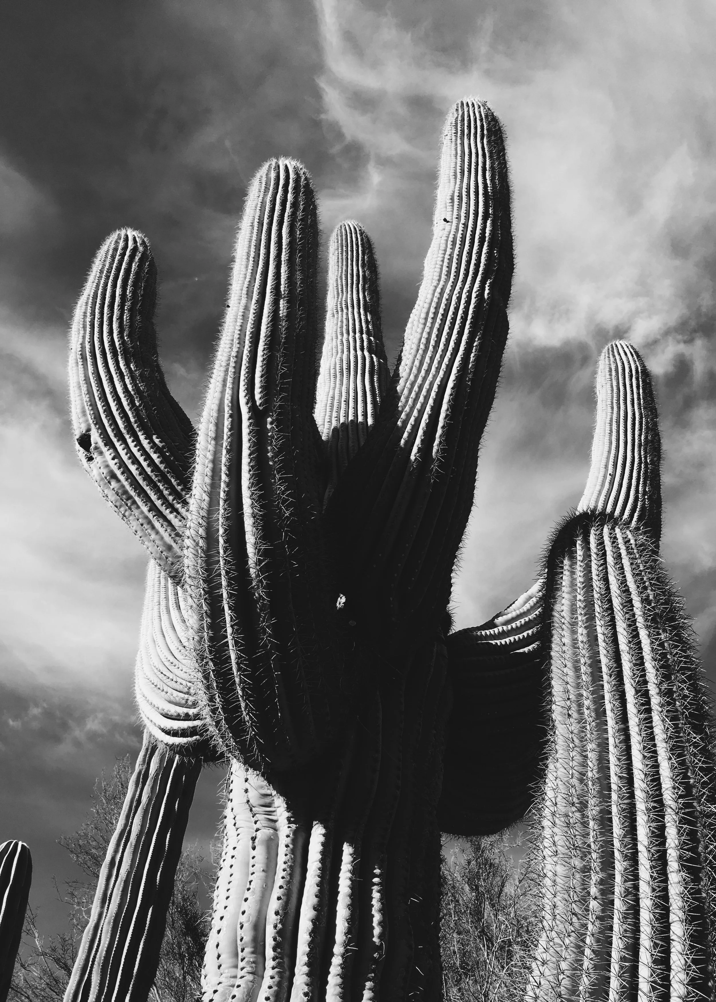 Phoenix, 2015