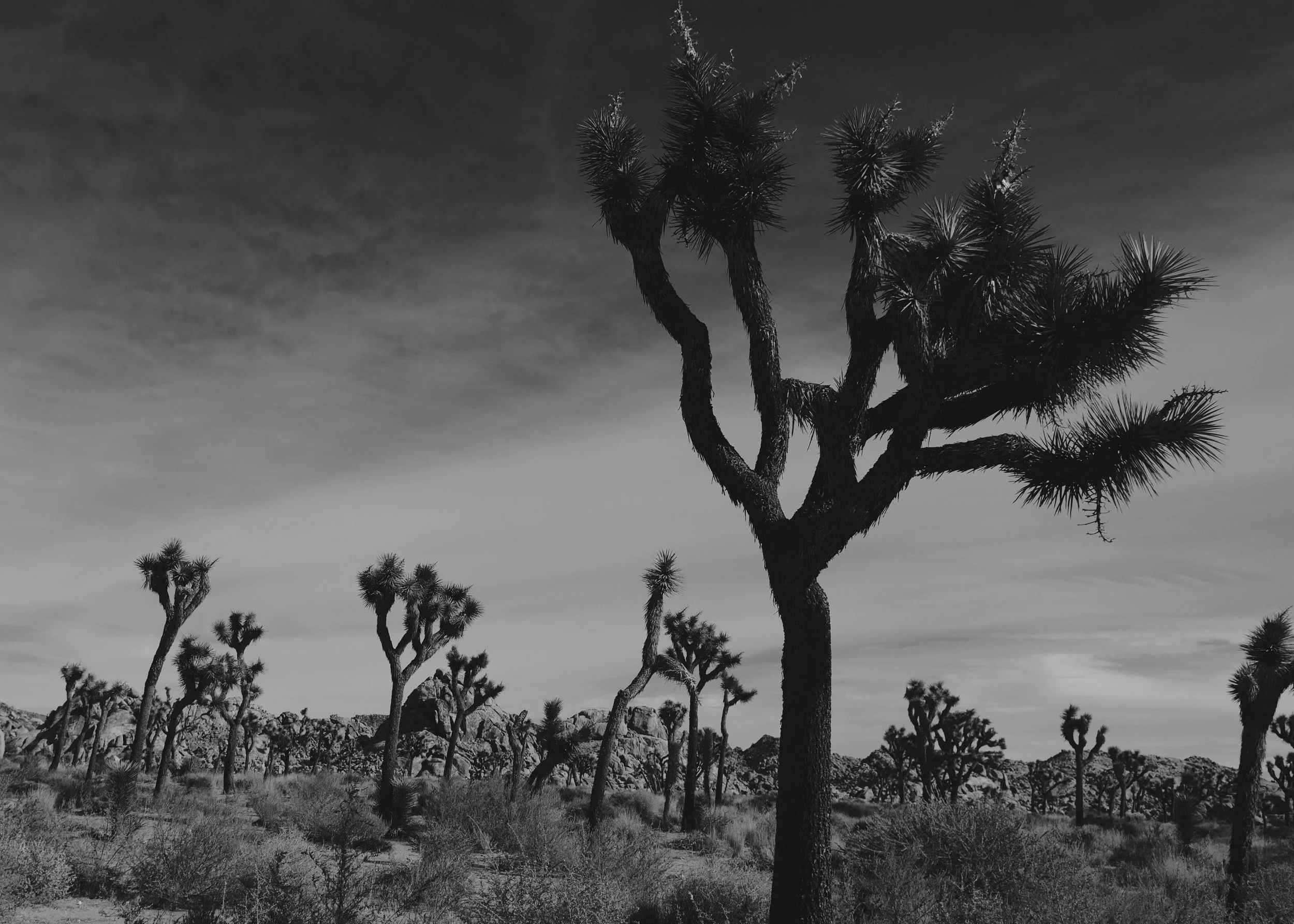 Joshua Tree, CA 2017
