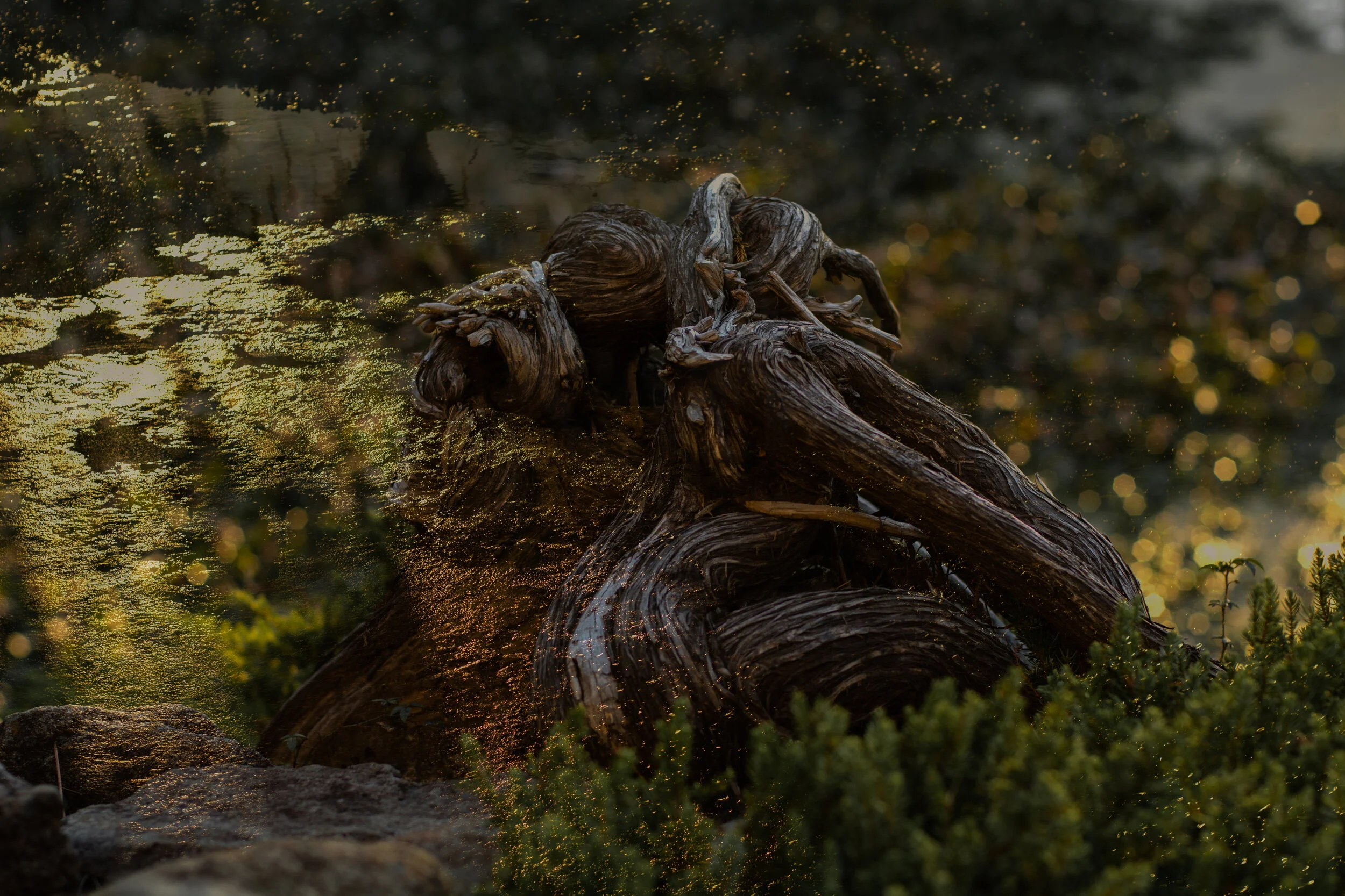 Juniper Roots : Avery Island 2020