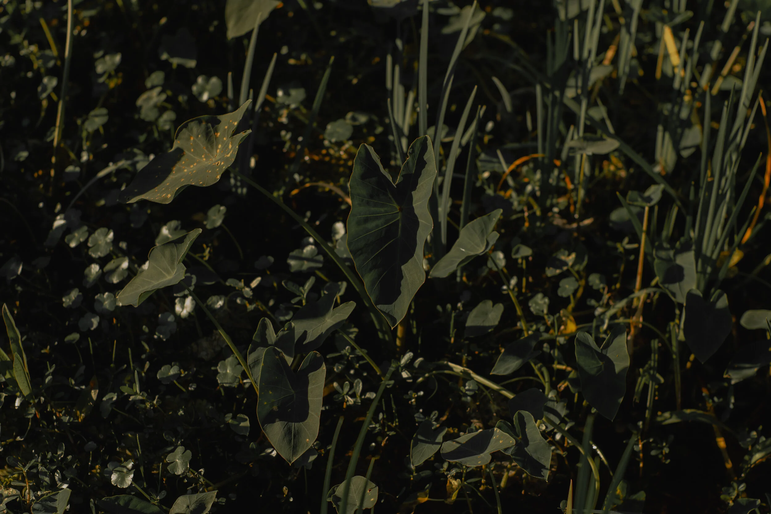 Avery Island, February 2020