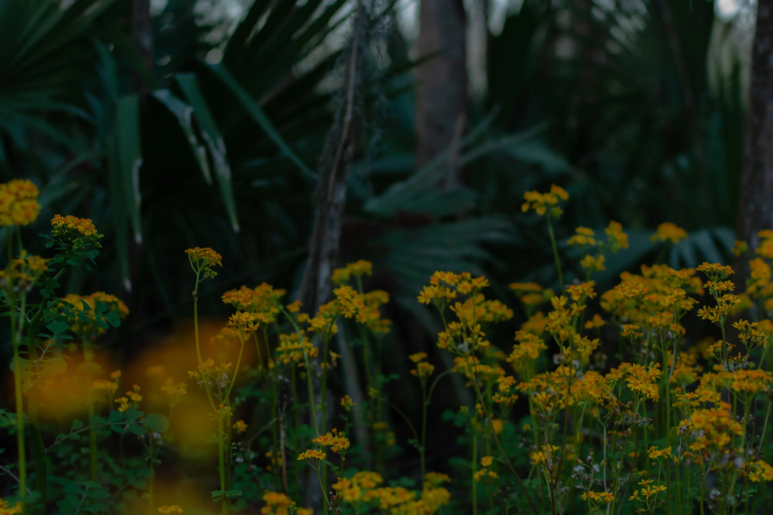 Avery Island, February 2020