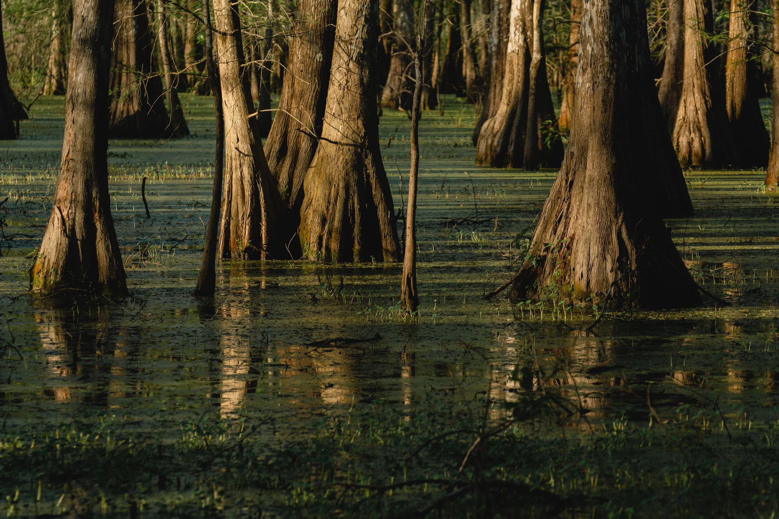 Swamp Spring 2020_Olivia Perillo 09.JPG