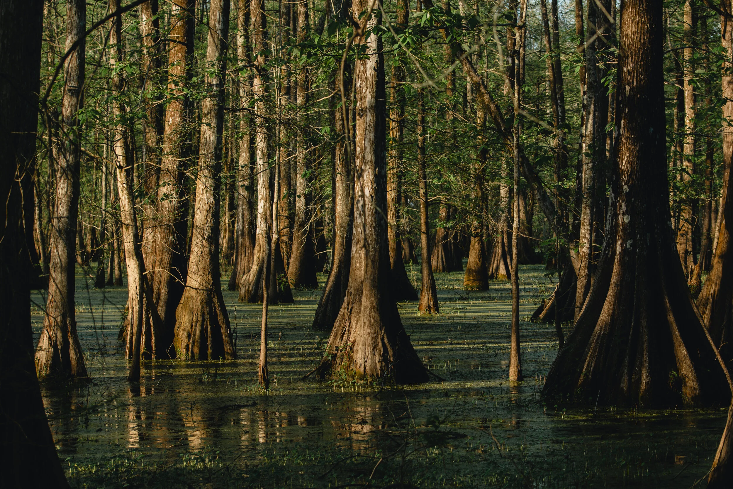 Swamp Spring 2020_Olivia Perillo 08.JPG